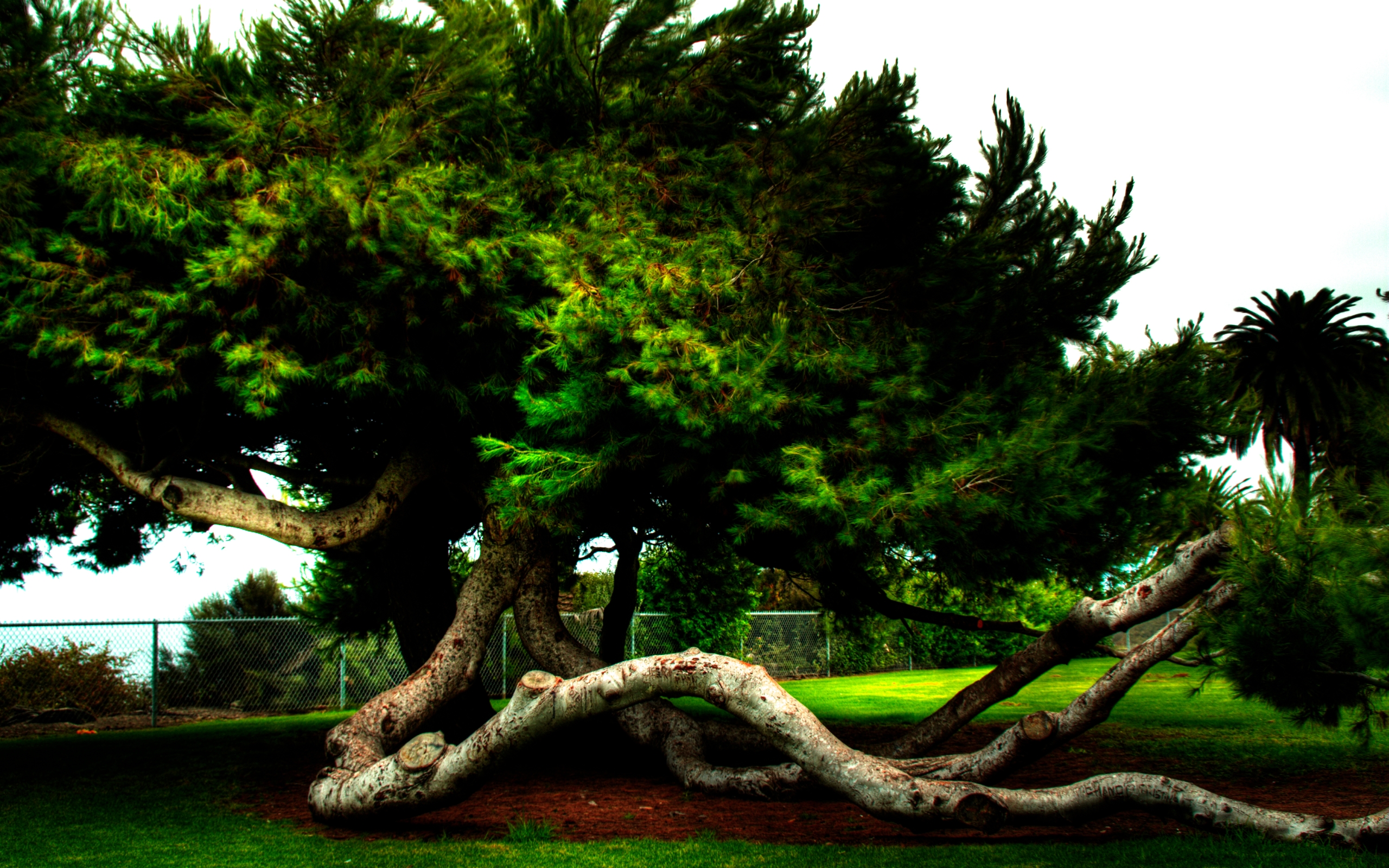 Download mobile wallpaper Earth, Twisted Tree for free.