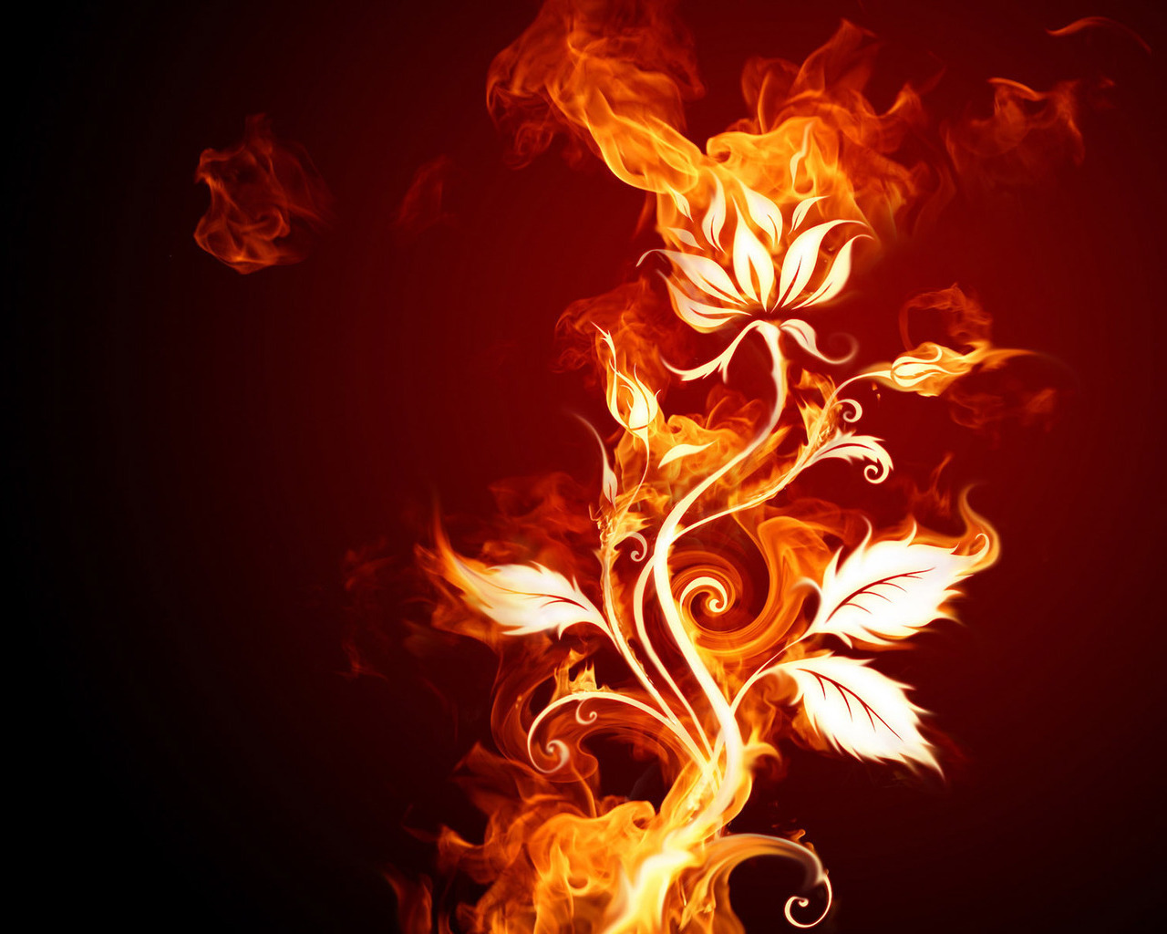 fire, flowers, plants, red HD wallpaper