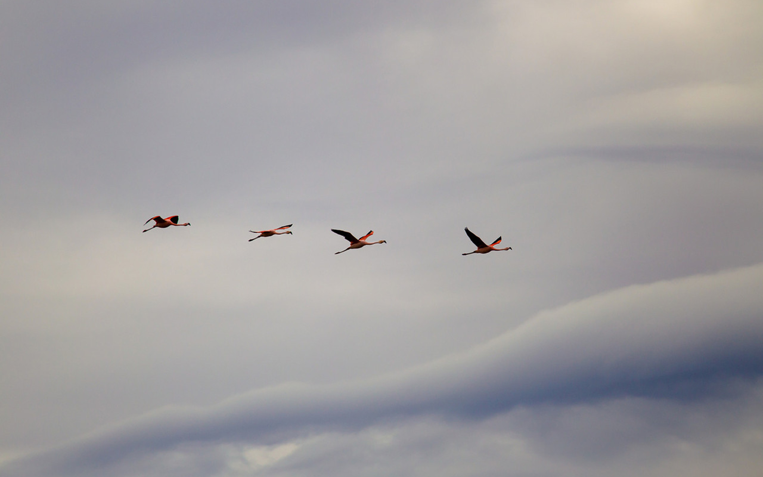 Téléchargez des papiers peints mobile Oiseau, Des Oiseaux, Animaux gratuitement.