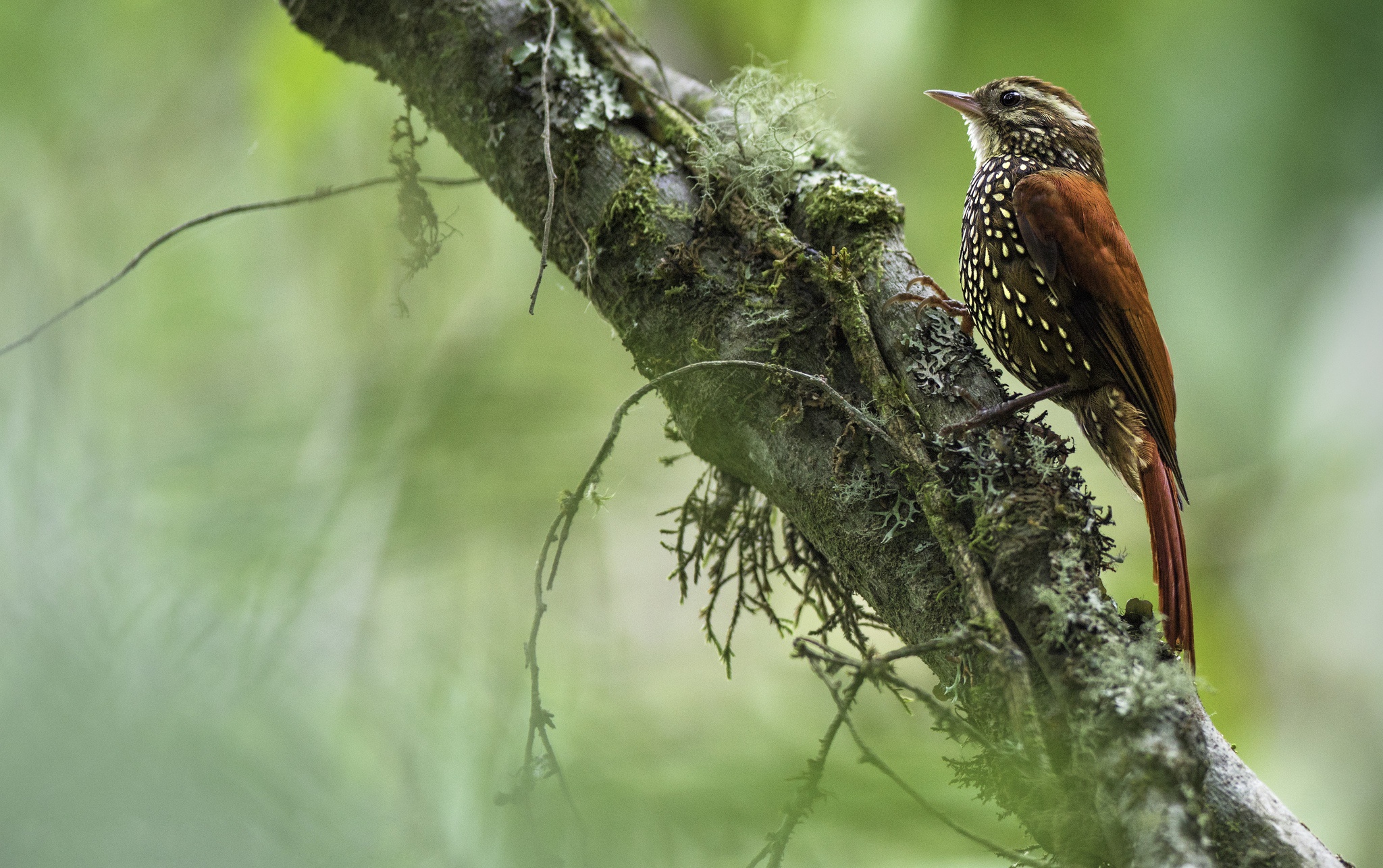 Laden Sie das Tiere, Vögel, Vogel-Bild kostenlos auf Ihren PC-Desktop herunter