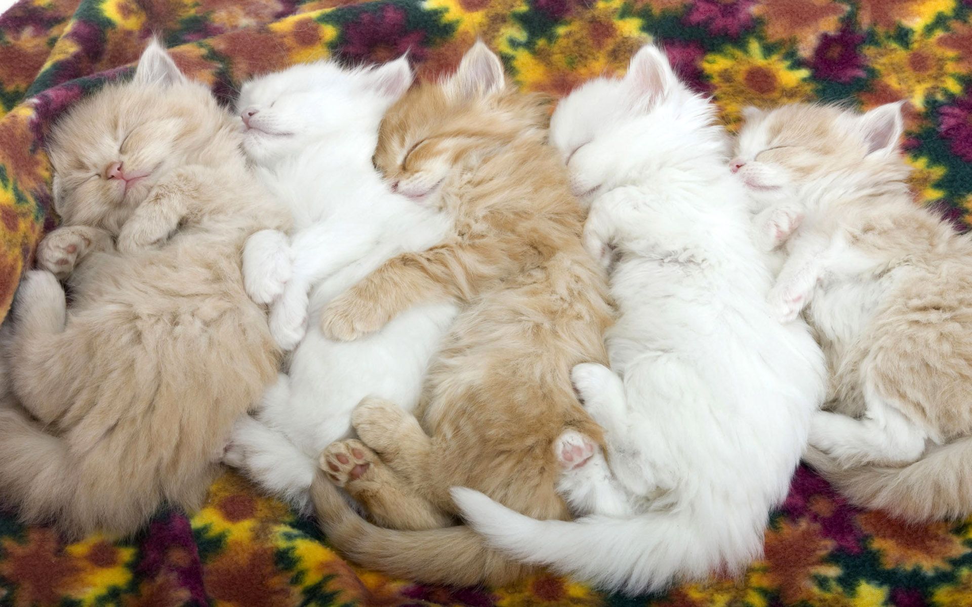 Free download wallpaper Cats, Cat, Kitten, Animal, Sleeping, Cute on your PC desktop