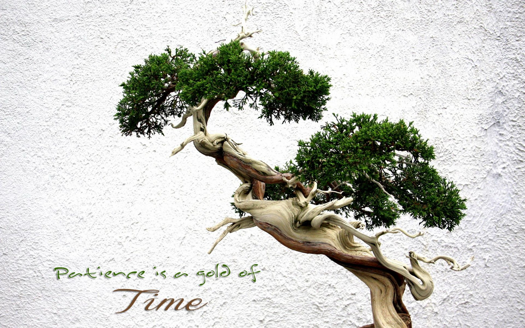 602893 Bild herunterladen erde/natur, bonsai - Hintergrundbilder und Bildschirmschoner kostenlos