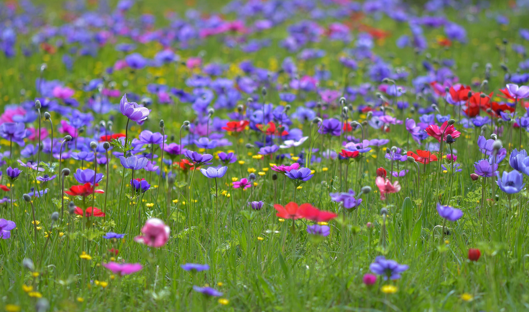 PCデスクトップに自然, フラワーズ, 夏, 花, 地球, 牧草地, 紫色の花画像を無料でダウンロード