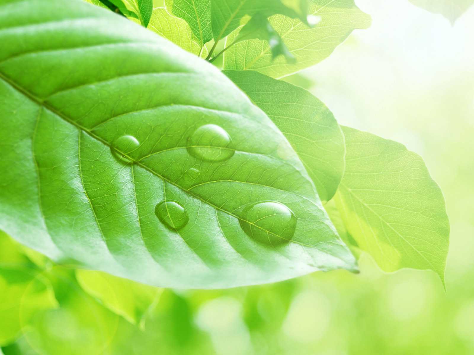 Download mobile wallpaper Leaf, Earth for free.