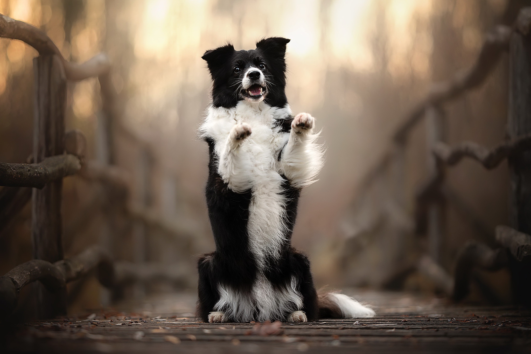 Baixar papel de parede para celular de Animais, Cães, Cão, Border Collie, Profundidade De Campo gratuito.