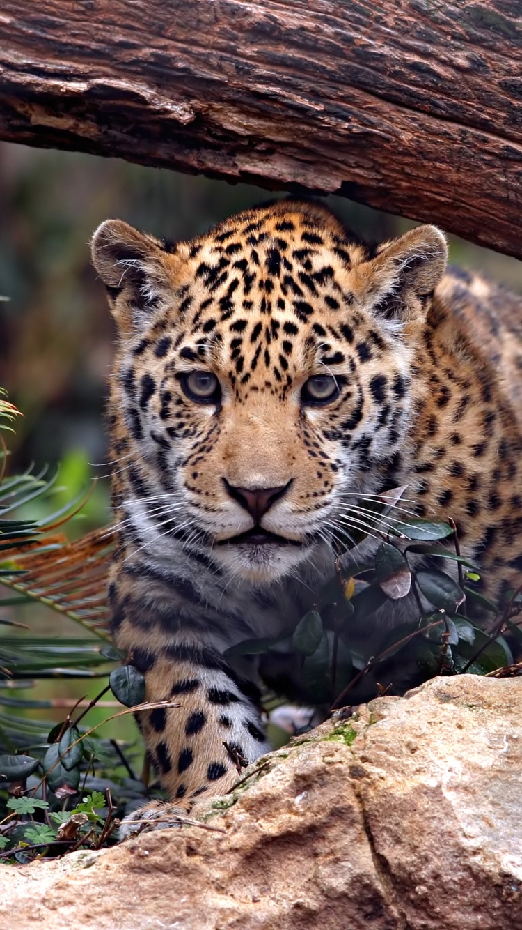 Descarga gratuita de fondo de pantalla para móvil de Animales, Gatos, Jaguar.