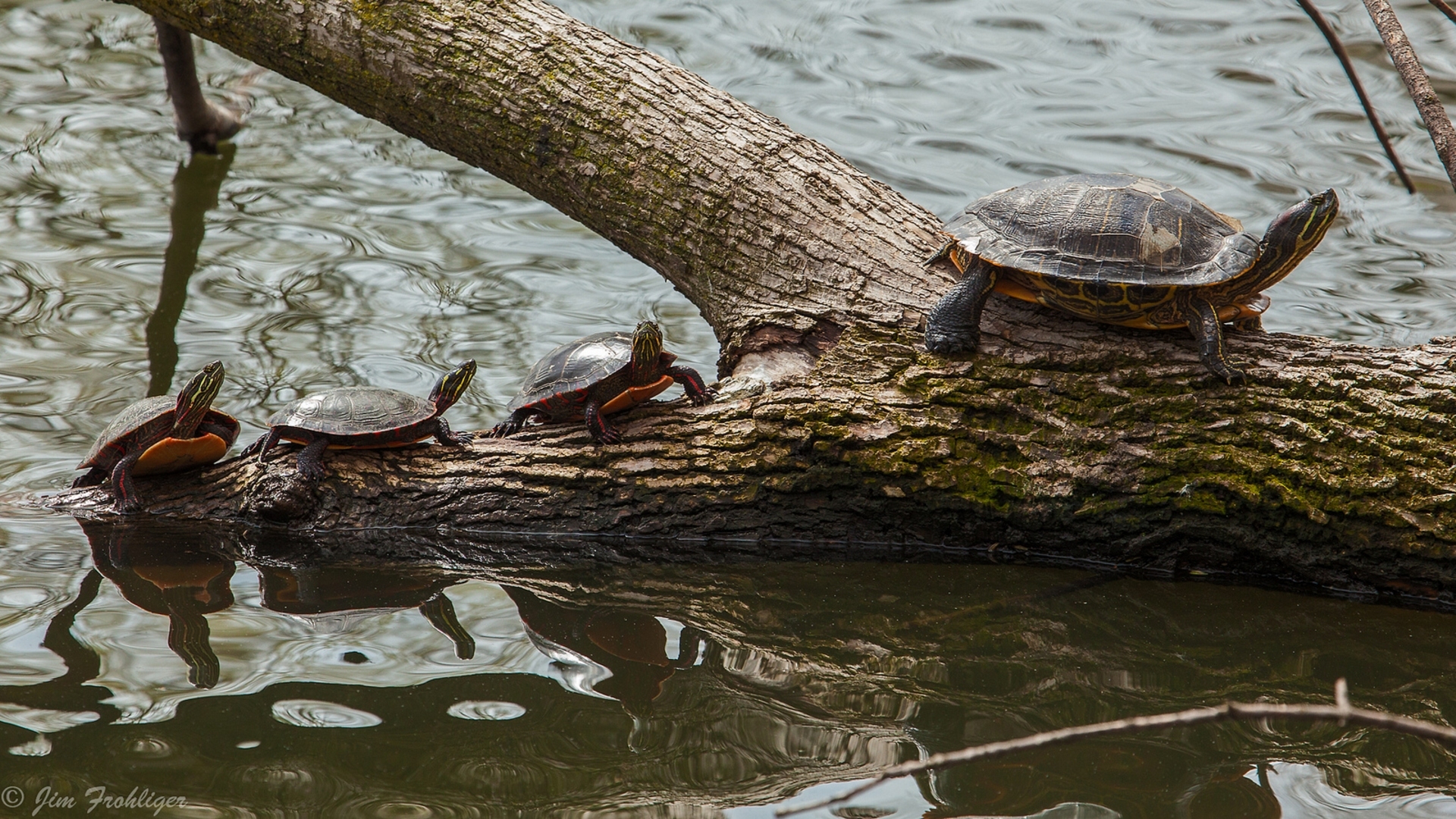 Download mobile wallpaper Water, Turtles, Animal, Log, Turtle, Baby Animal for free.