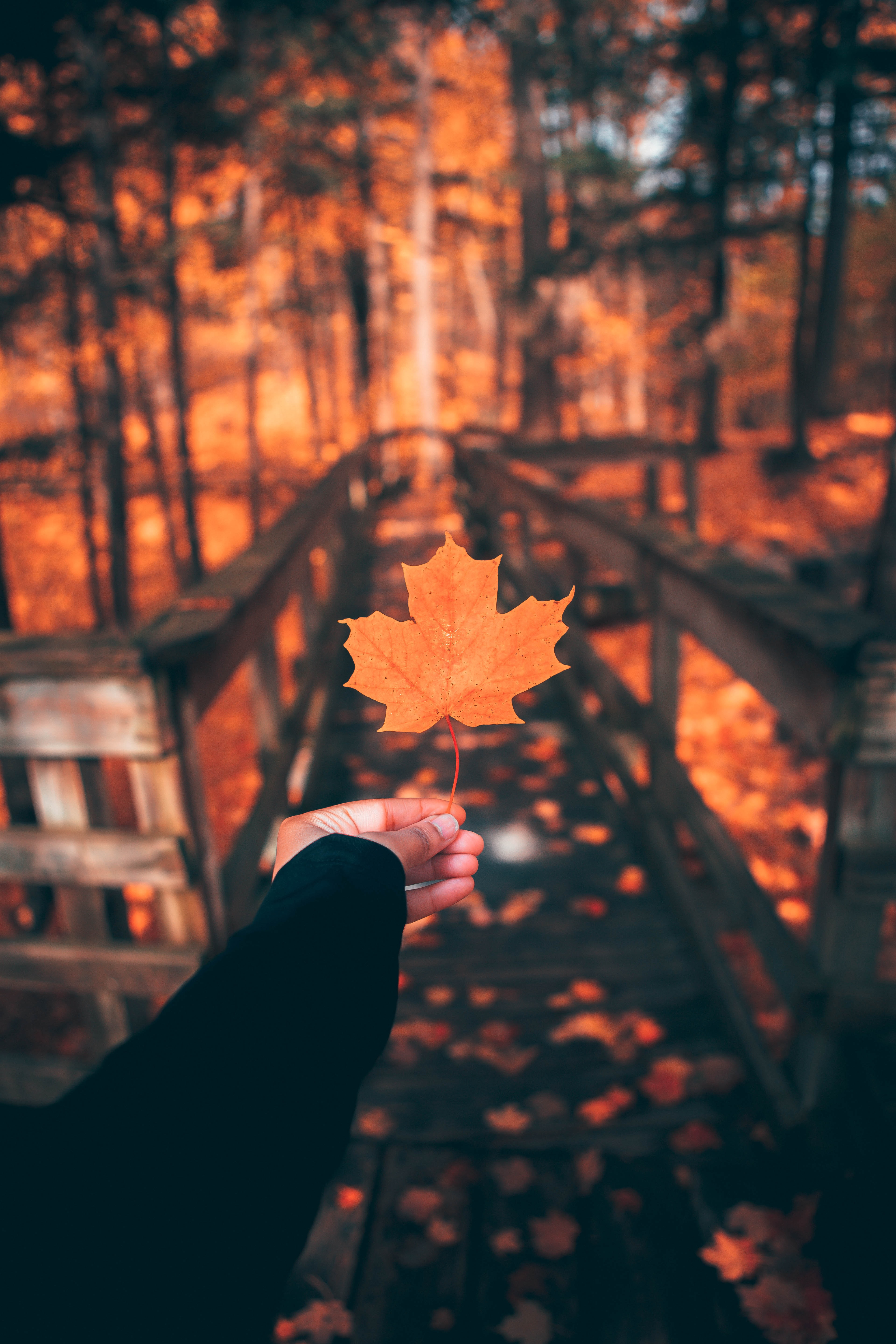Laden Sie das Hand, Verschiedenes, Sonstige, Blatt, Ahorn, Herbst-Bild kostenlos auf Ihren PC-Desktop herunter