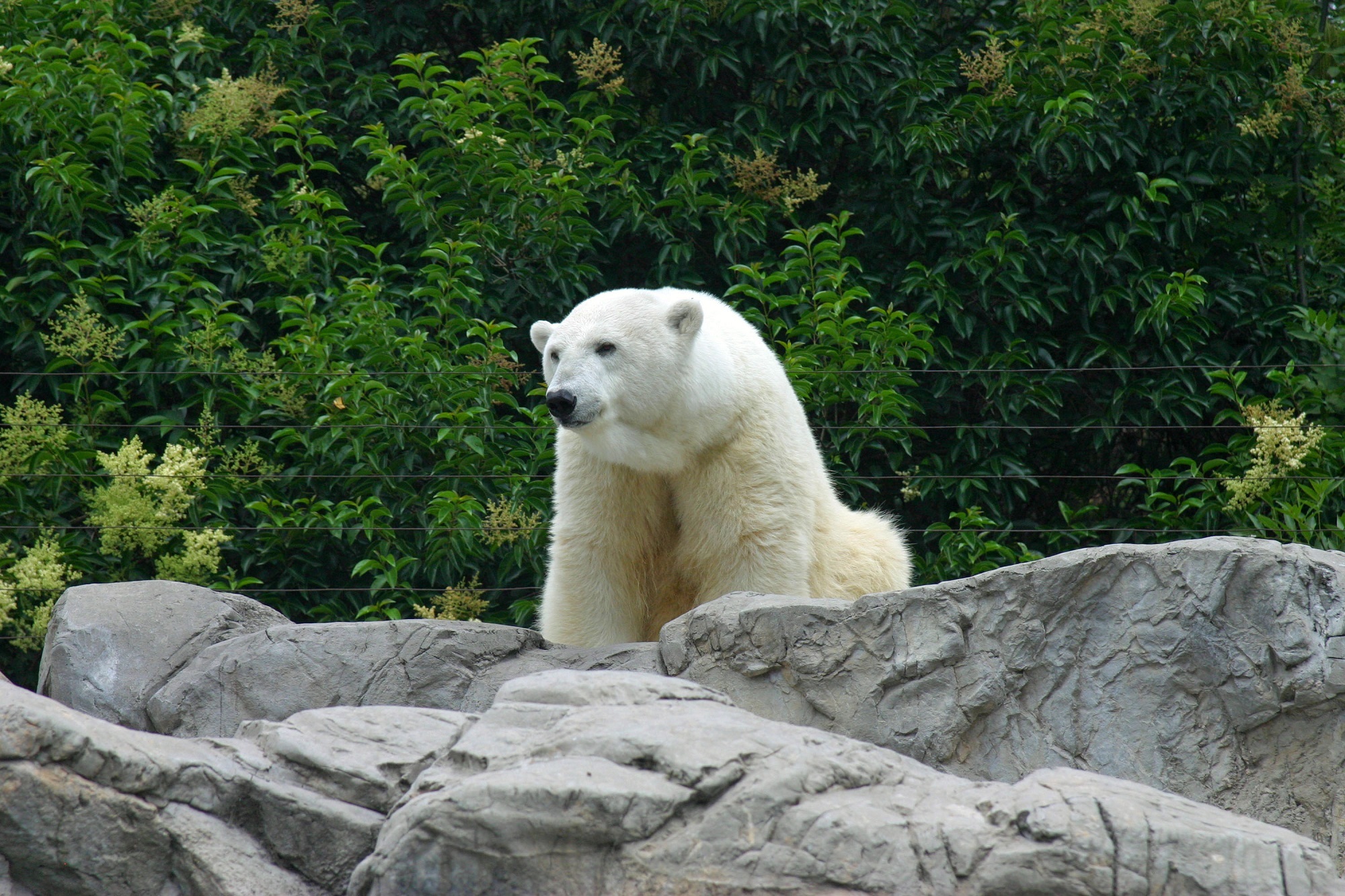 bear, animals, stones, predator, polar bear Free Stock Photo