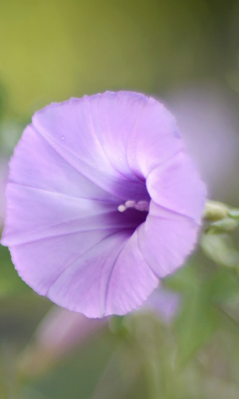 Descarga gratuita de fondo de pantalla para móvil de Flores, Flor, Tierra/naturaleza.