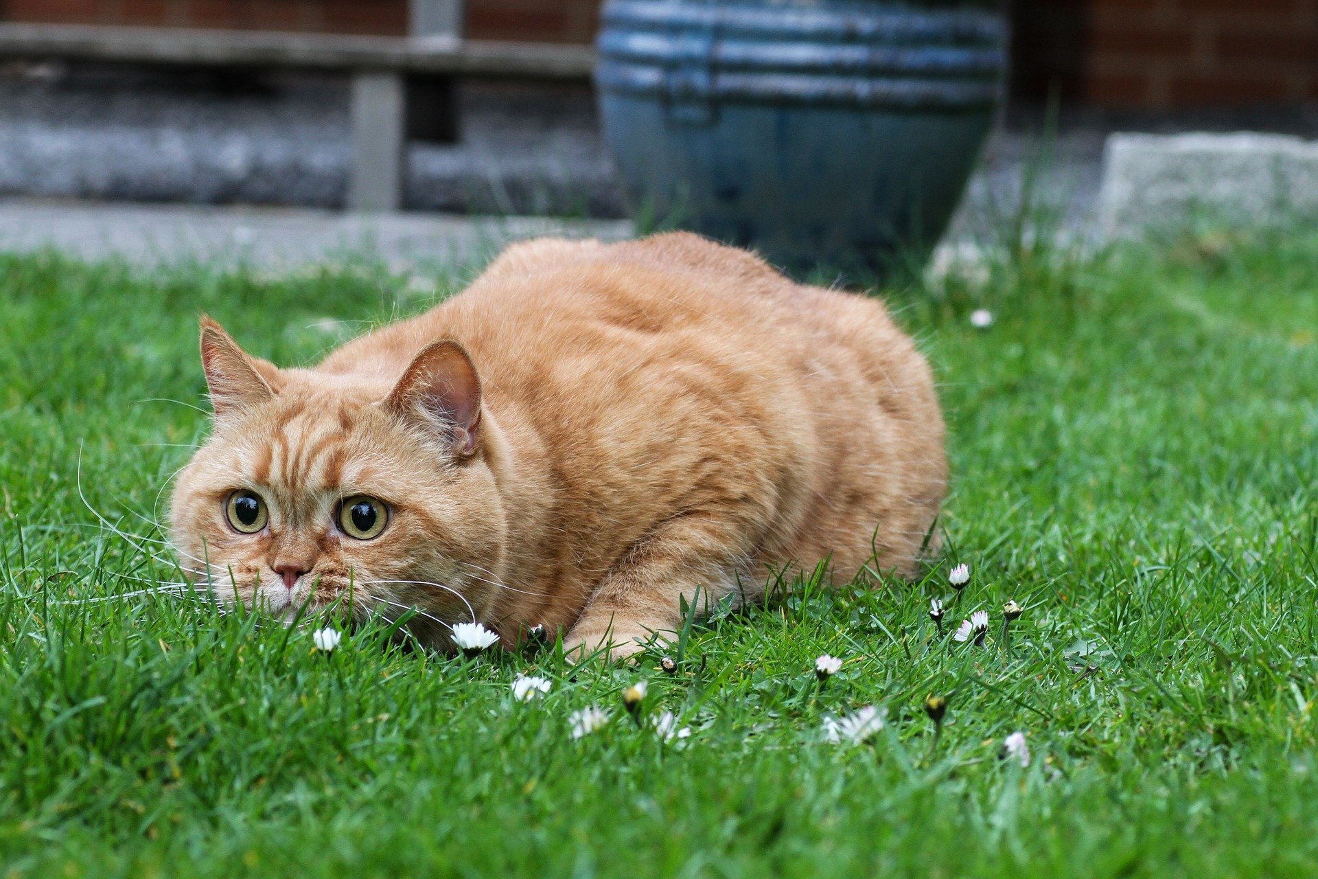 Laden Sie das Tiere, Katzen, Katze, Gras-Bild kostenlos auf Ihren PC-Desktop herunter