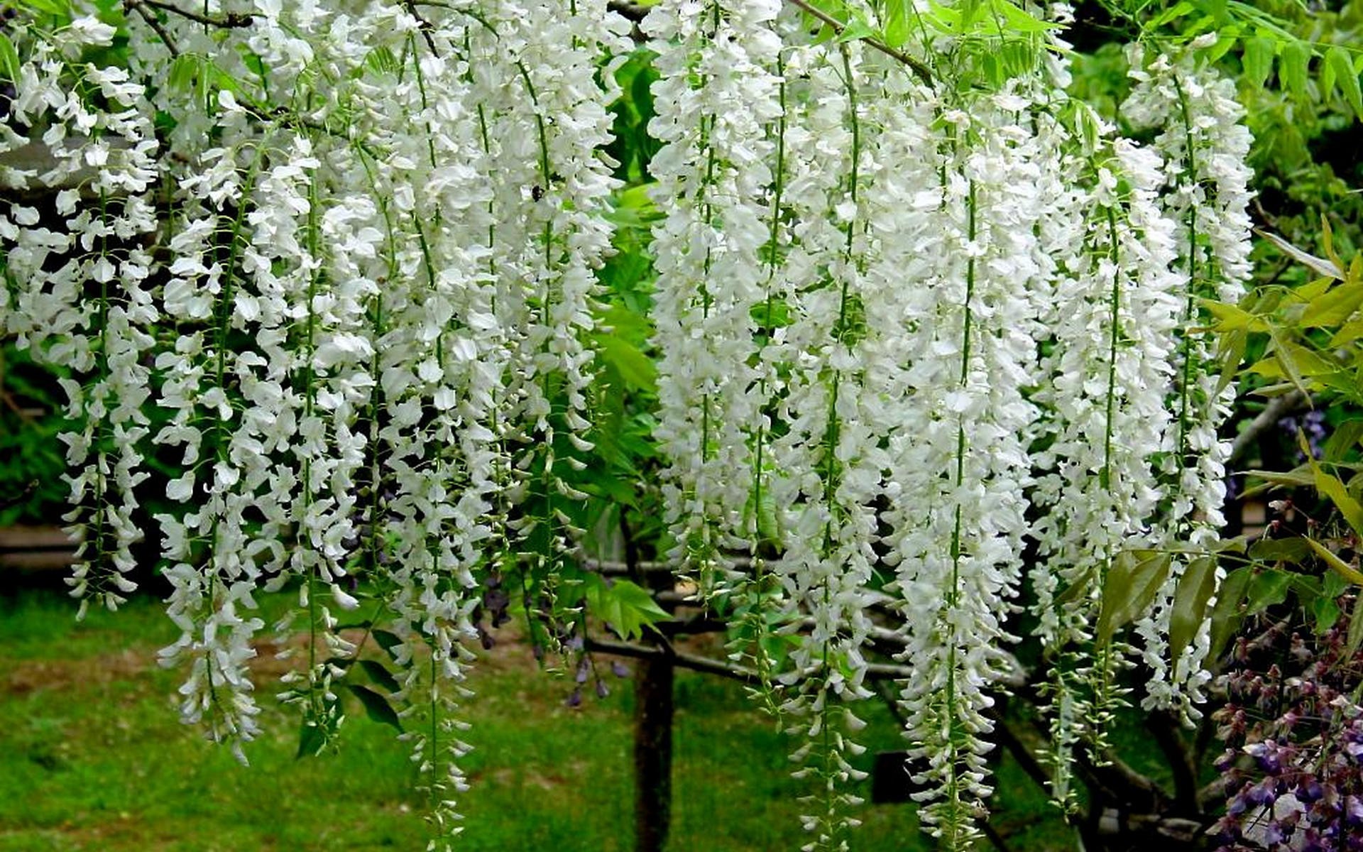 Free download wallpaper Tree, Earth, Wisteria, White Flower on your PC desktop