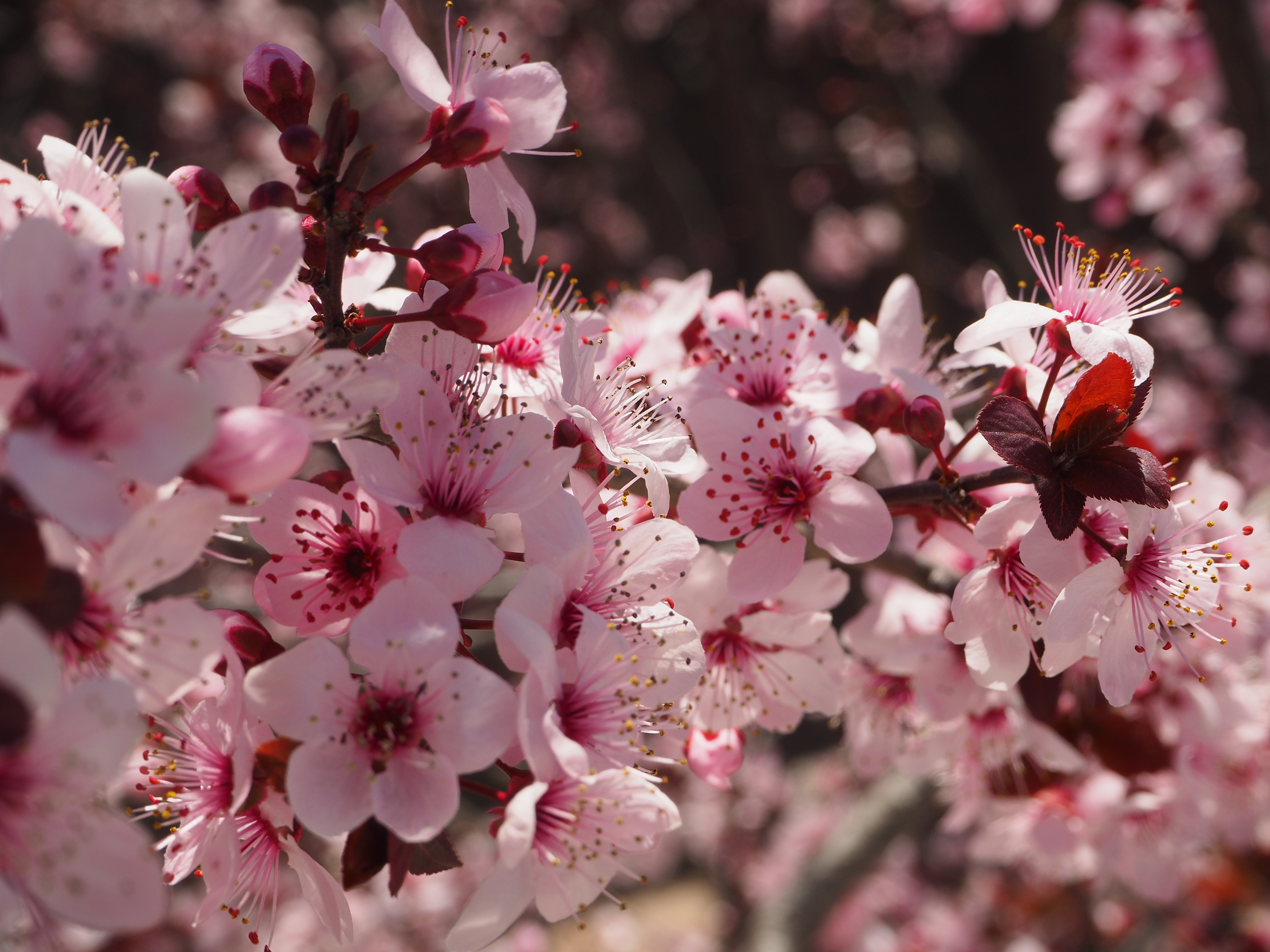 Скачати мобільні шпалери Квіти, Рожевий, Цвітіння, Весна безкоштовно.
