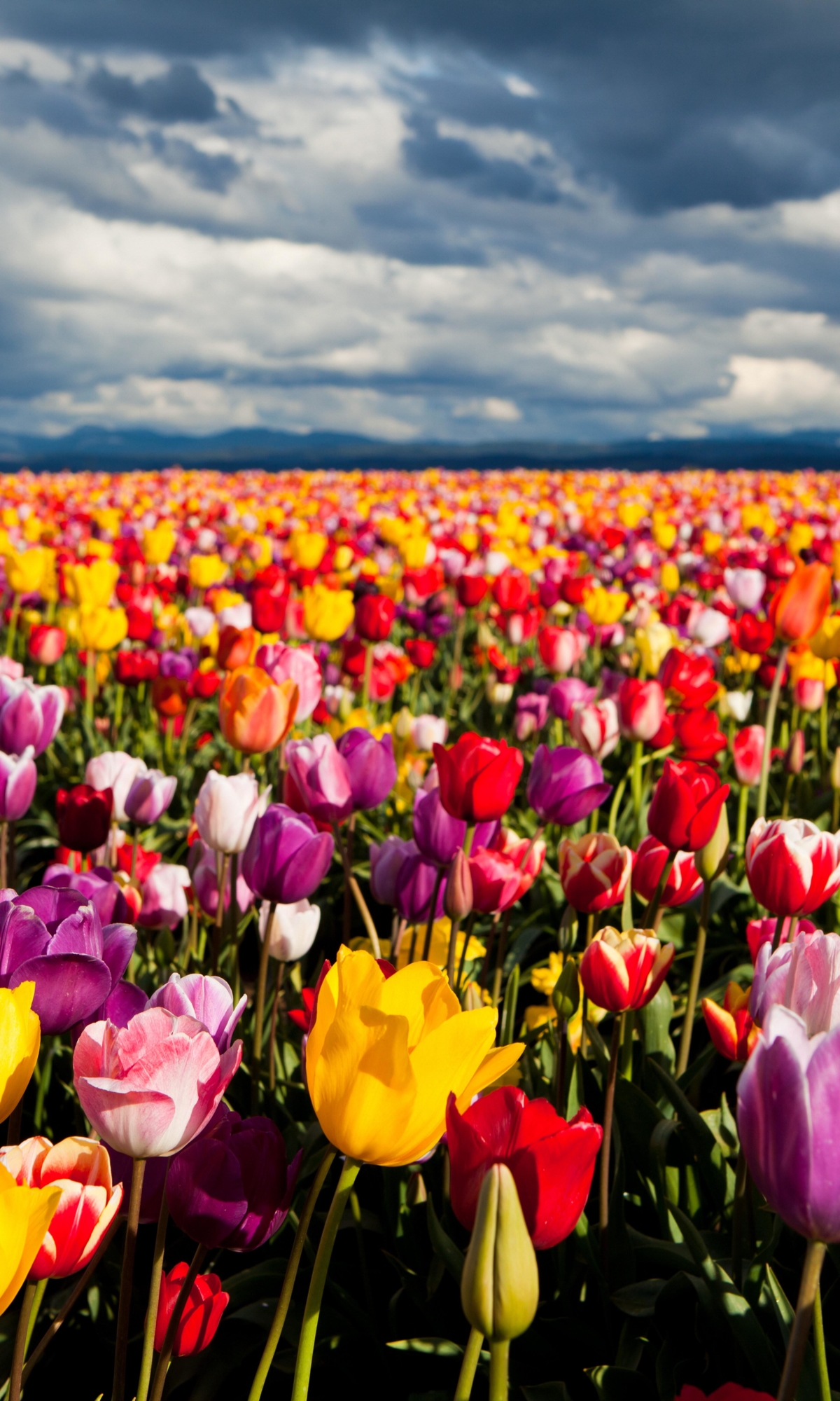 Download mobile wallpaper Landscape, Nature, Flowers, Flower, Earth, Field, Colorful, Tulip for free.