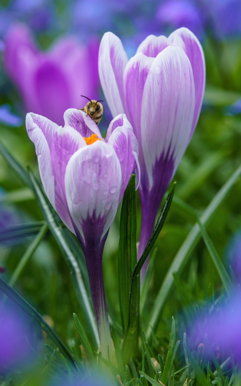 Download mobile wallpaper Flowers, Flower, Macro, Insect, Earth, Bee, Spring, Crocus, Honey Bee, Purple Flower for free.