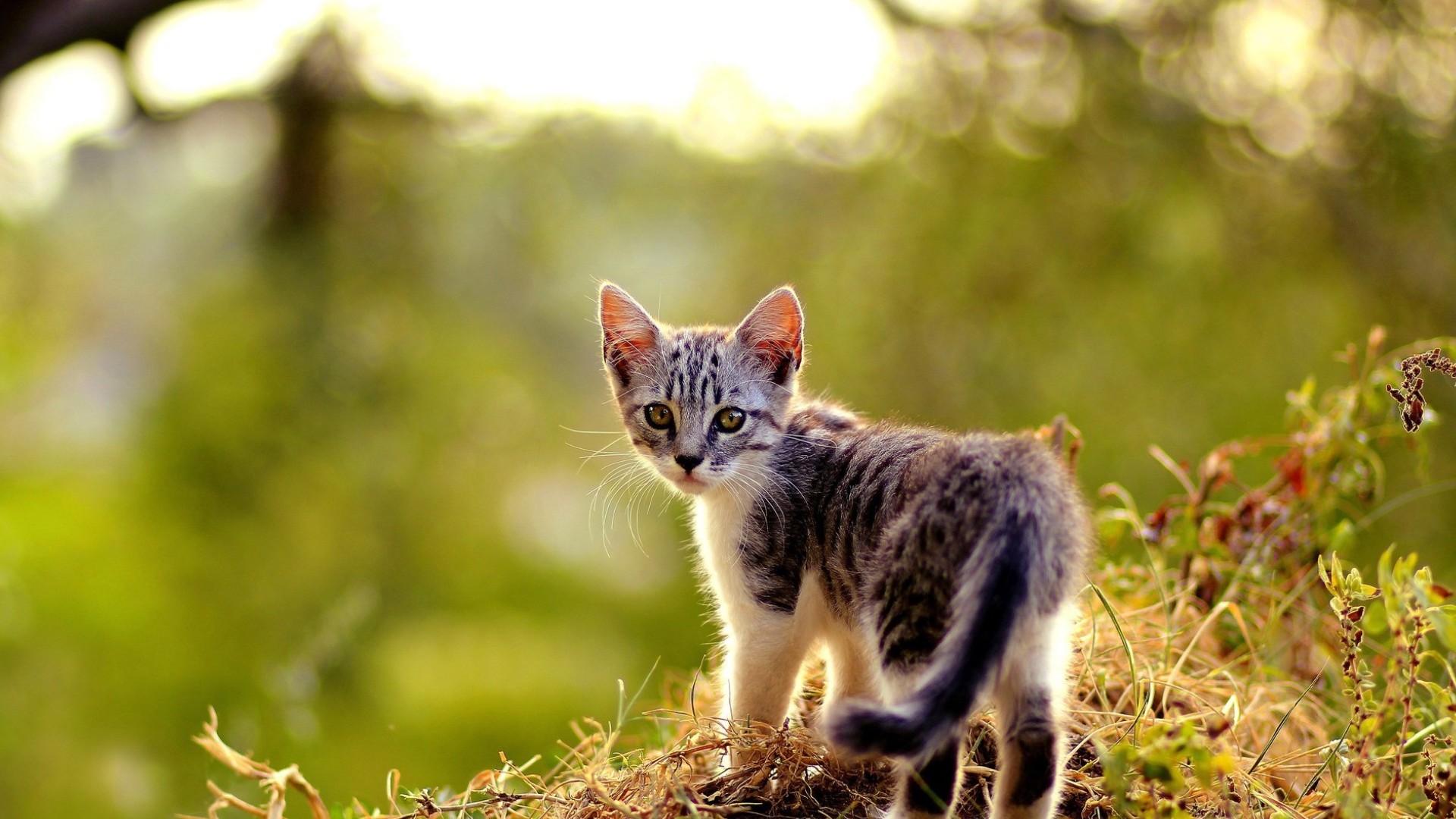 Download mobile wallpaper Grass, Cat, Kitten, Animal for free.