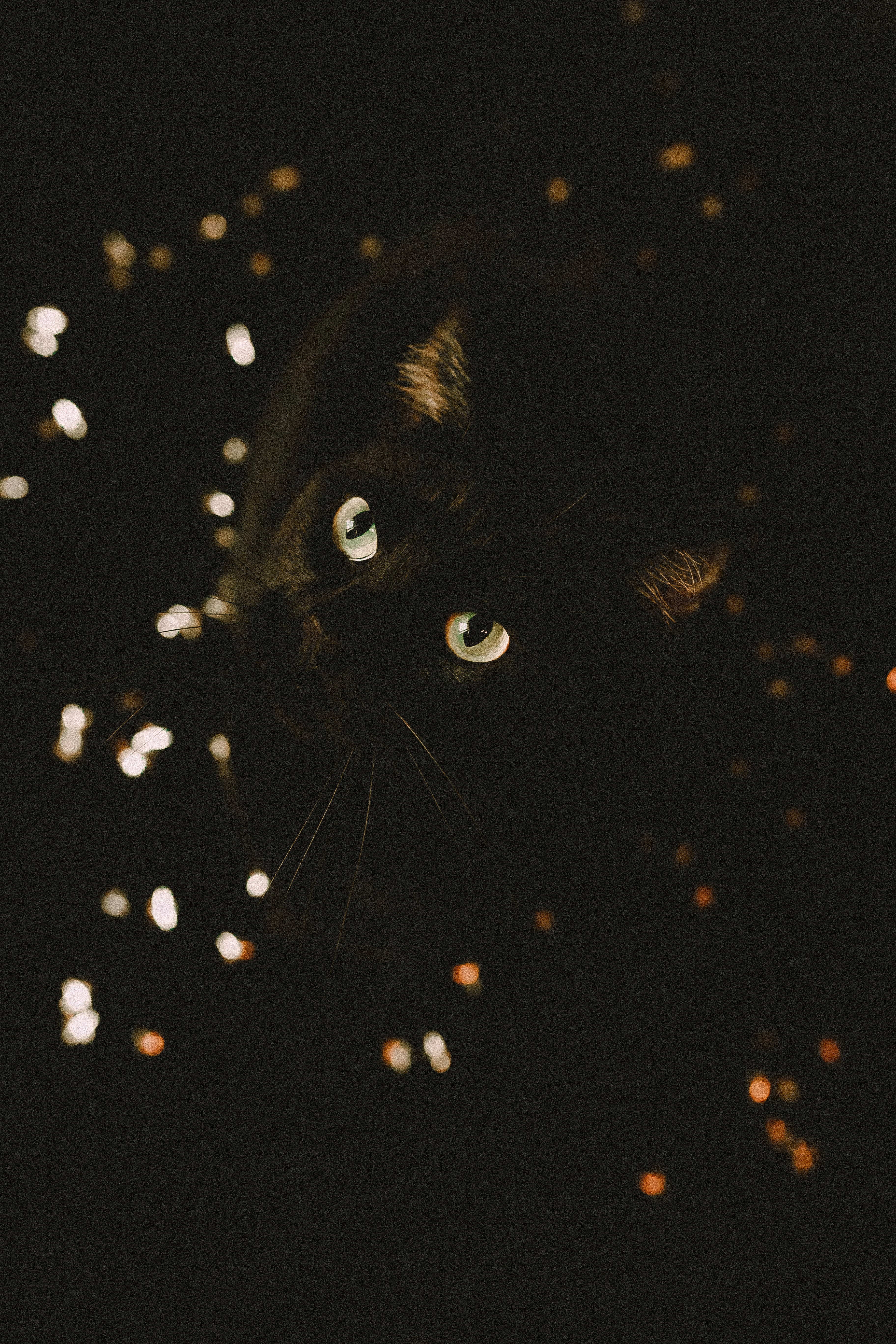Cool Wallpapers animals, black, cat, pet, sight, opinion, animal