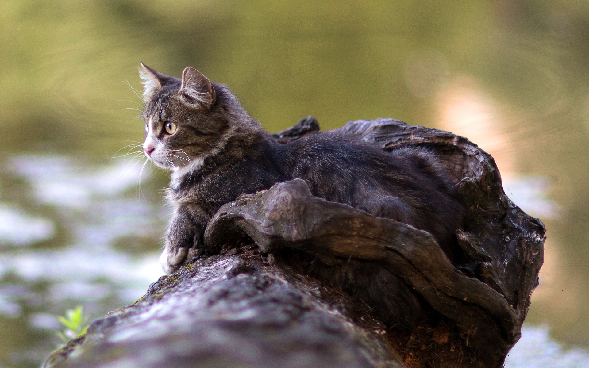 Laden Sie das Tiere, Katzen, Katze-Bild kostenlos auf Ihren PC-Desktop herunter