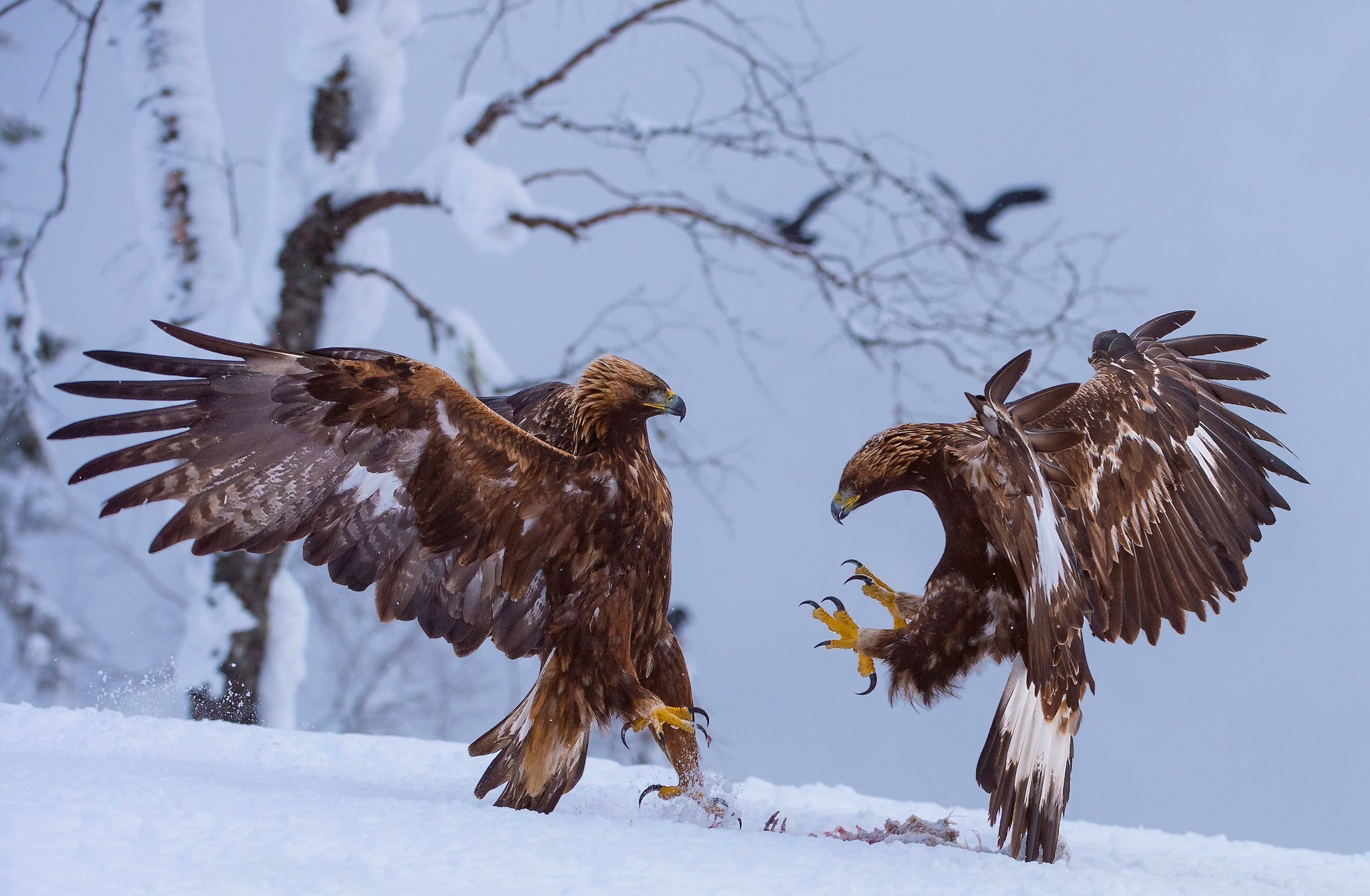 Baixe gratuitamente a imagem Animais, Inverno, Aves, Águia na área de trabalho do seu PC