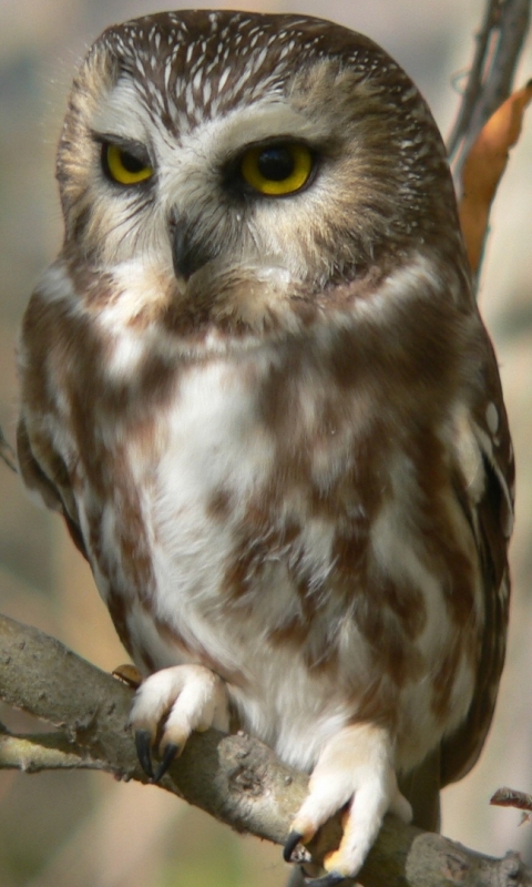 Download mobile wallpaper Birds, Owl, Animal for free.