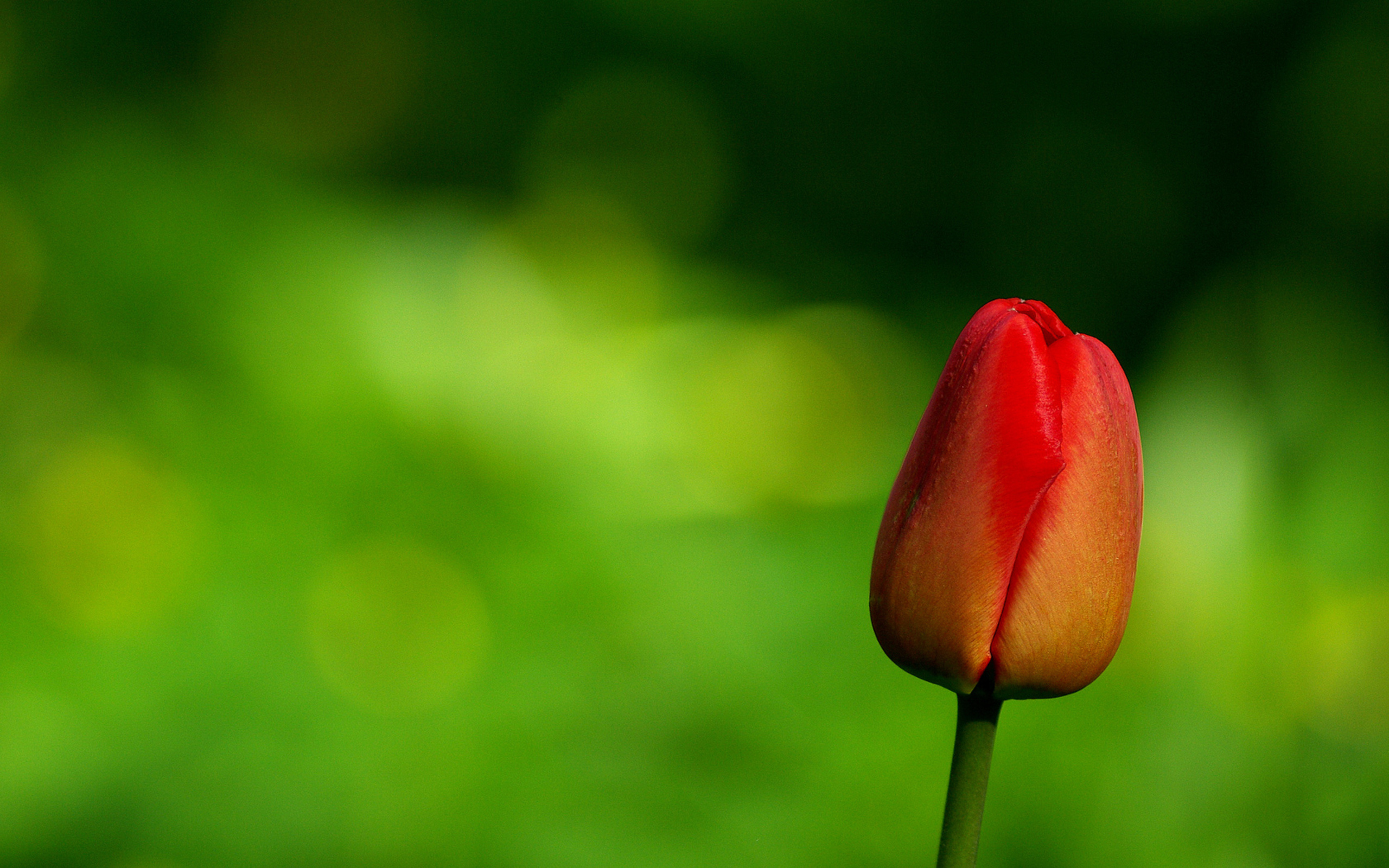 Descarga gratis la imagen Flores, Tulipán, Tierra/naturaleza en el escritorio de tu PC