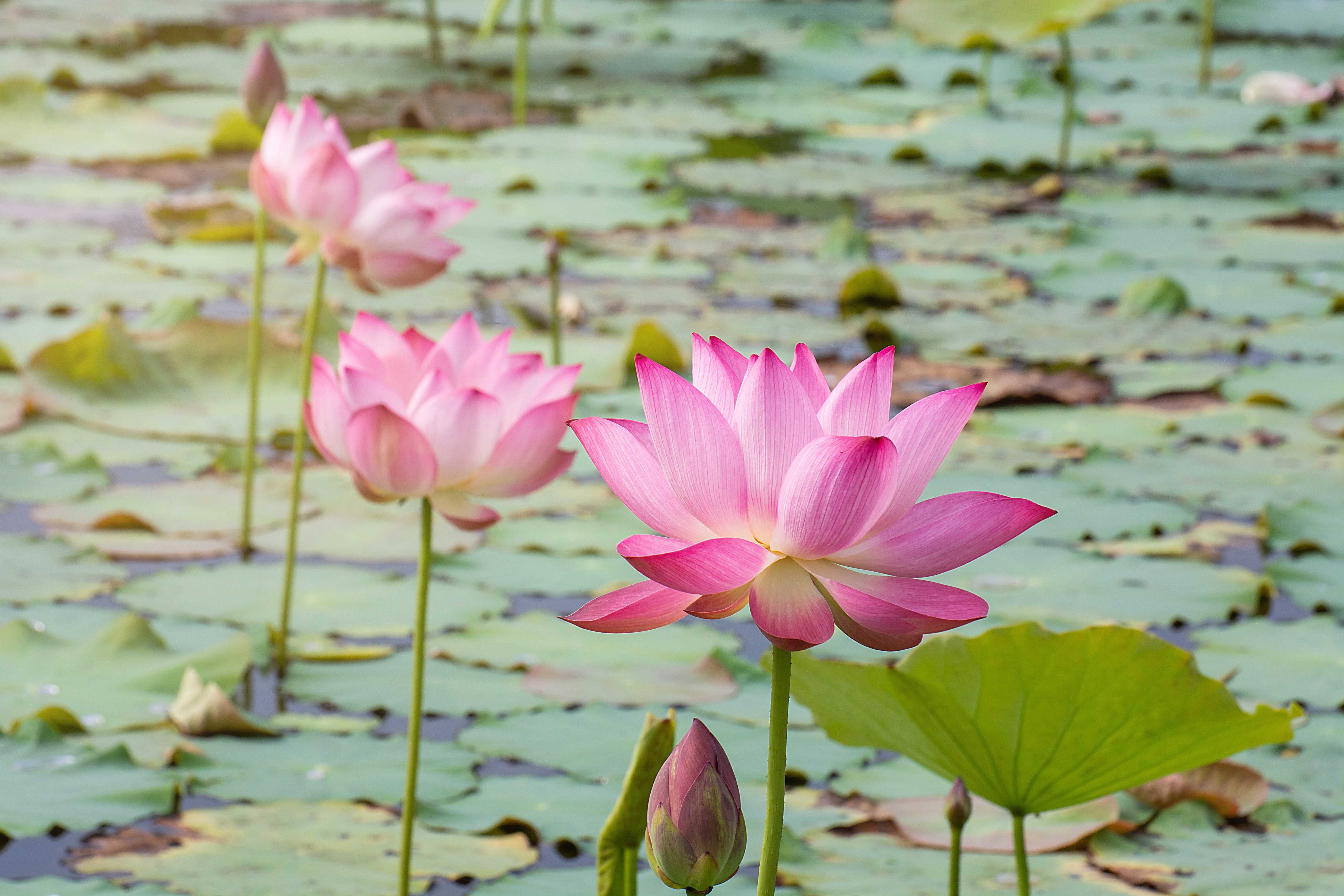 Téléchargez des papiers peints mobile Fleurs, Lotus, Fleur, La Nature, Terre/nature, Fleur Rose gratuitement.