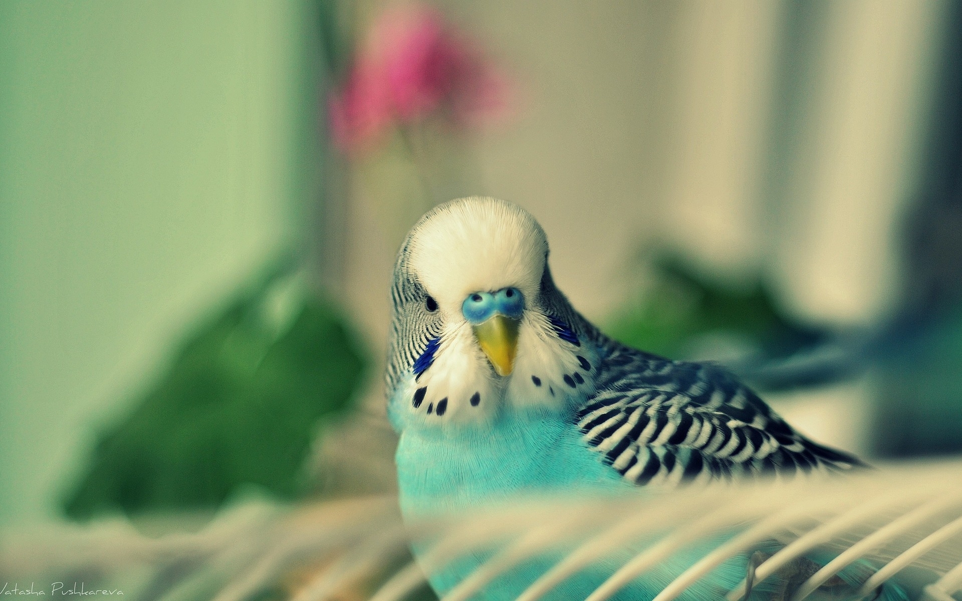 Free download wallpaper Animals, Birds, Parrots on your PC desktop