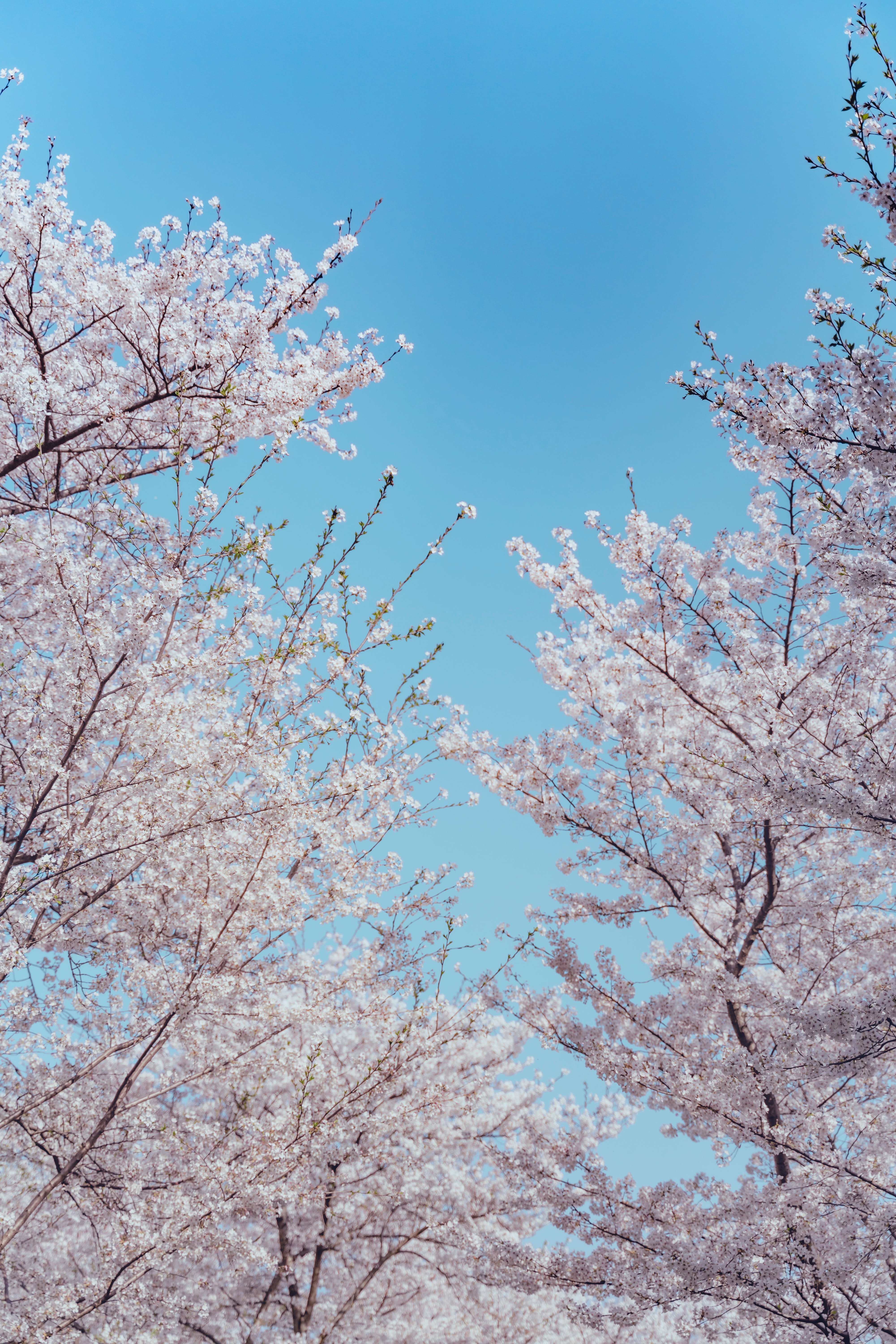spring, sakura, flowers, wood, tree, branches lock screen backgrounds