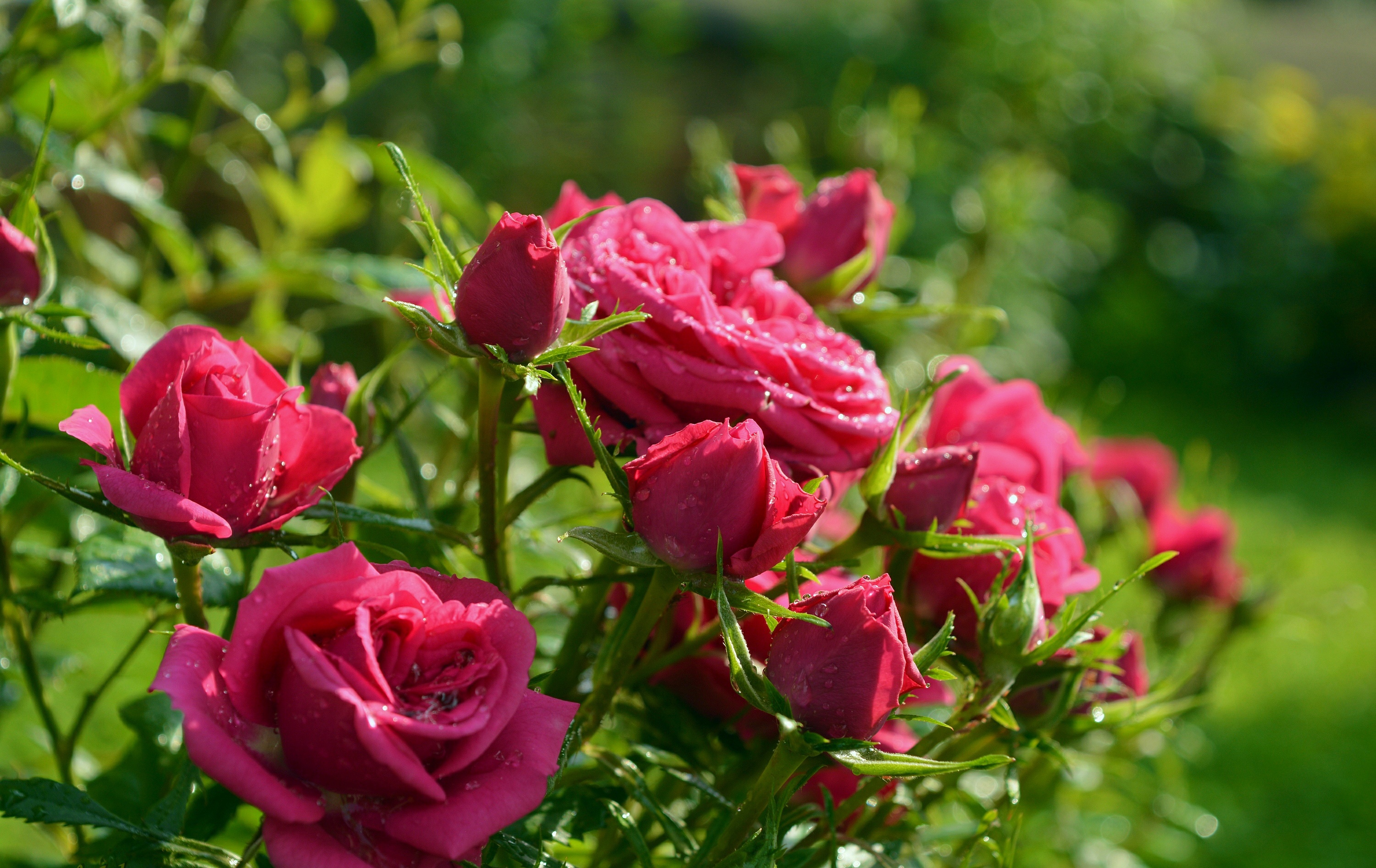 Baixe gratuitamente a imagem Natureza, Flores, Rosa, Flor, Flor Rosa, Fechar Se, Terra/natureza, Arbusto De Rosas na área de trabalho do seu PC