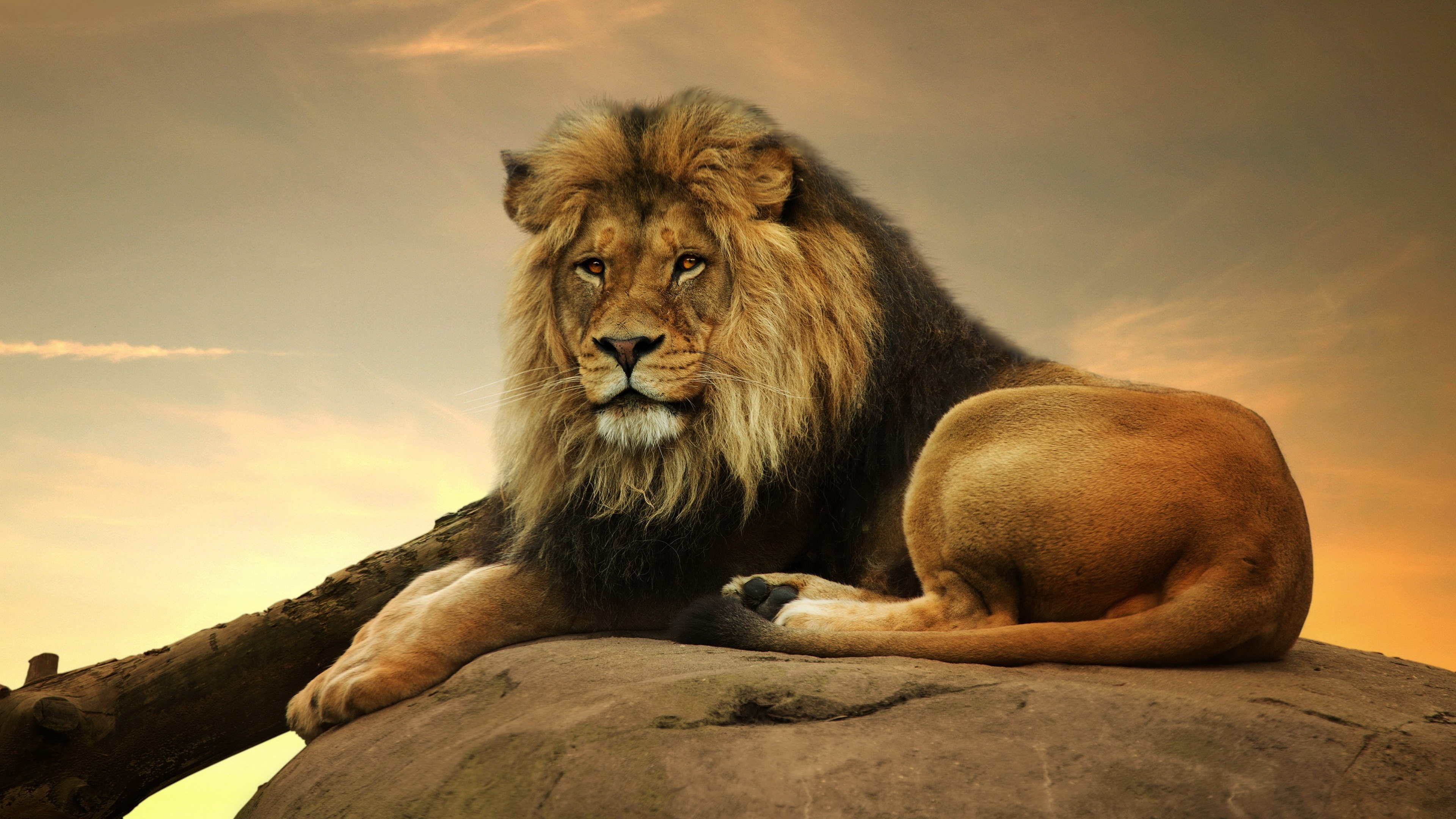 Free download wallpaper Cats, Sunset, Lion, Animal on your PC desktop