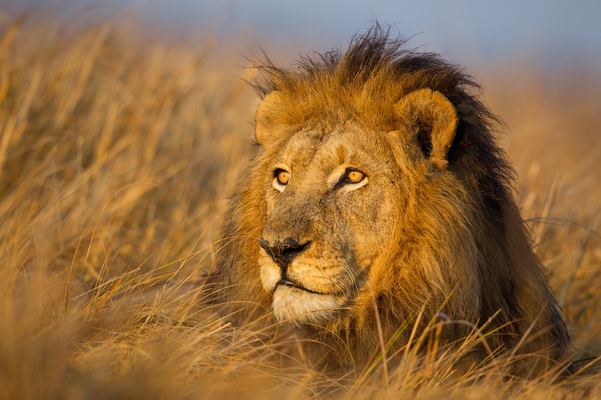 Téléchargez des papiers peints mobile Animaux, Chats, Lion gratuitement.