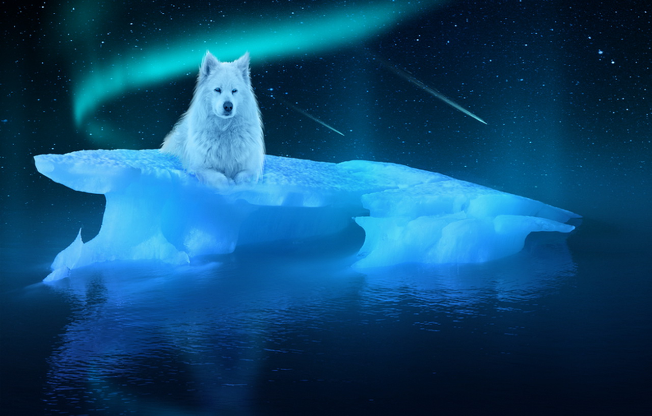 1495327 descargar fondo de pantalla animales, lobo ártico: protectores de pantalla e imágenes gratis