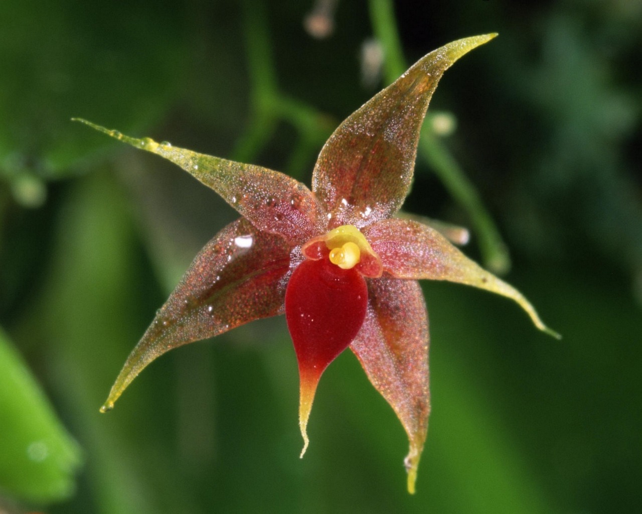 Laden Sie das Orchidee, Erde/natur-Bild kostenlos auf Ihren PC-Desktop herunter