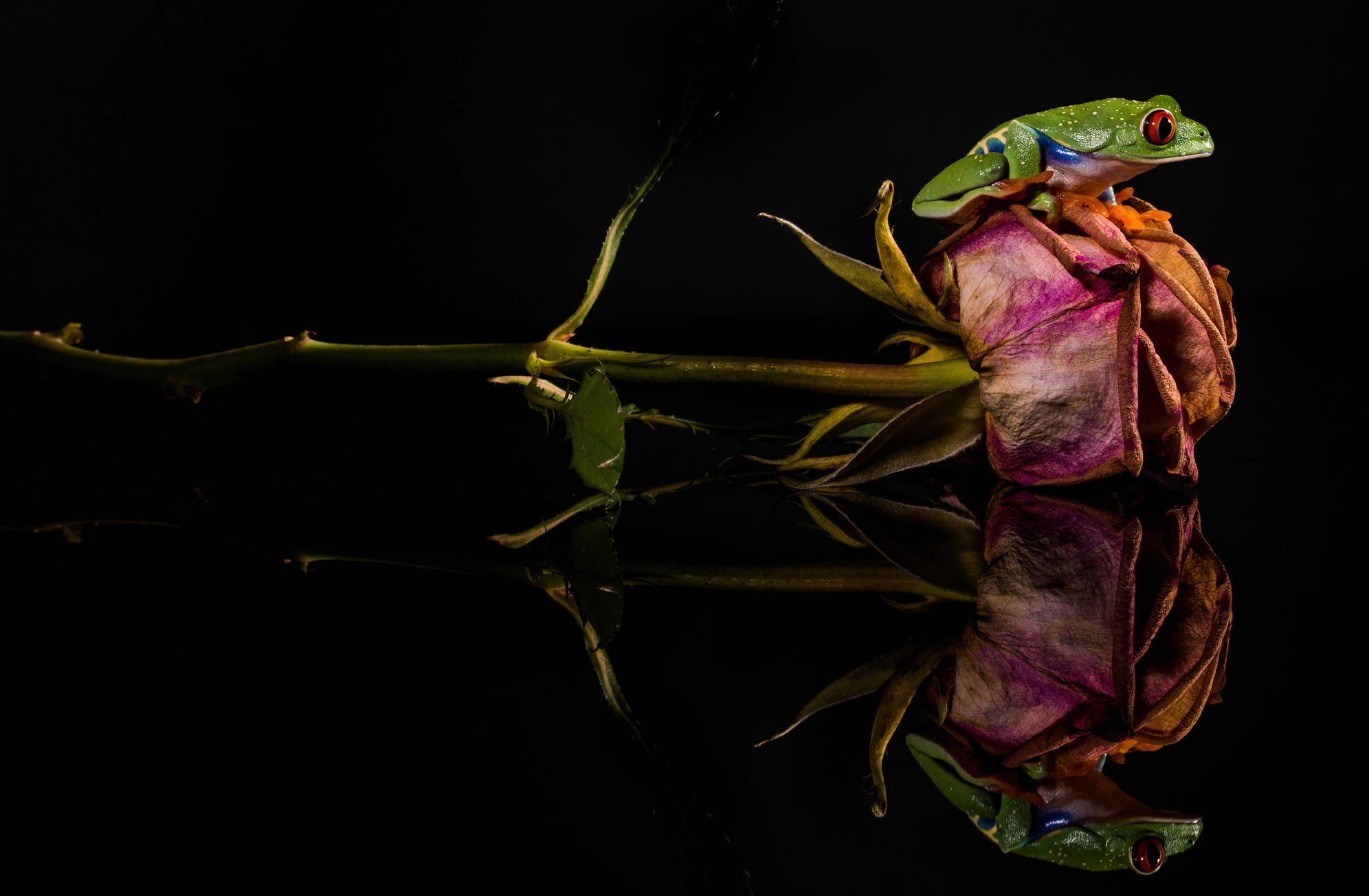 Download mobile wallpaper Frogs, Reflection, Flower, Rose, Animal, Frog, Amphibian, Red Eyed Tree Frog for free.