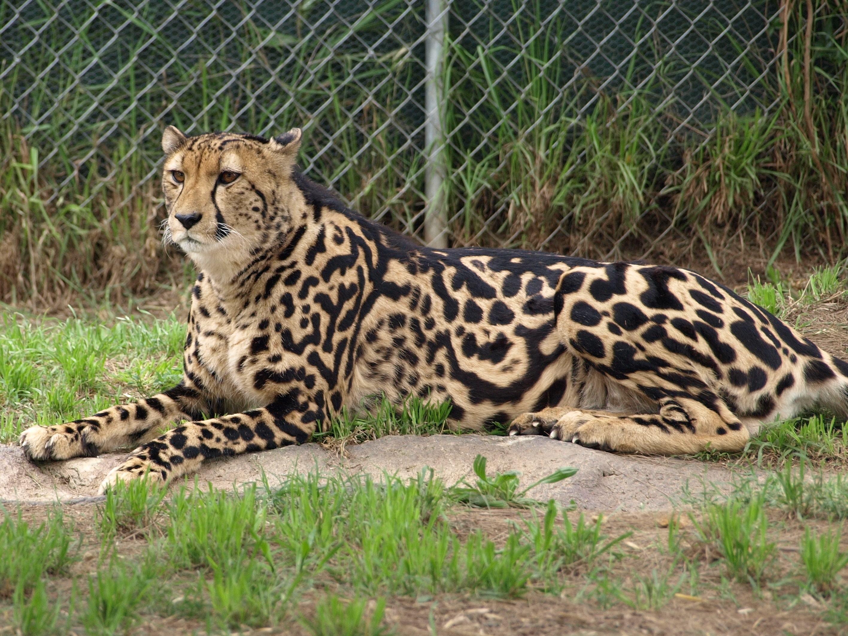 color, animals, to lie down, lie, predator, royal cheetah