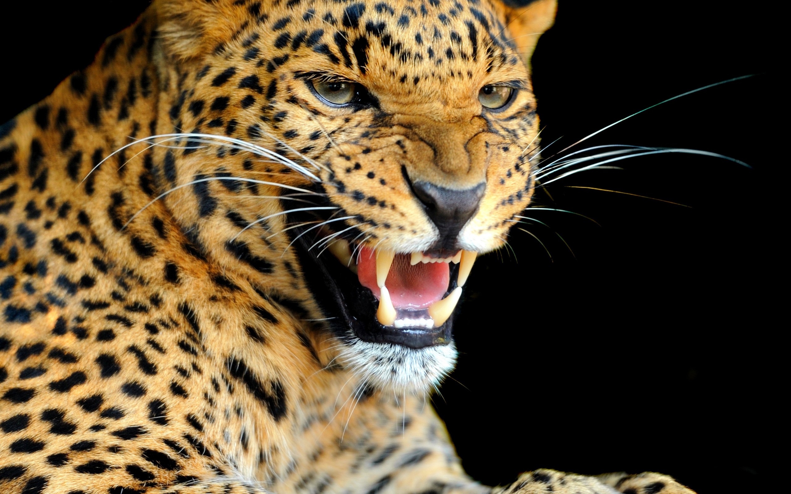 Handy-Wallpaper Leopard, Katzen, Tiere kostenlos herunterladen.