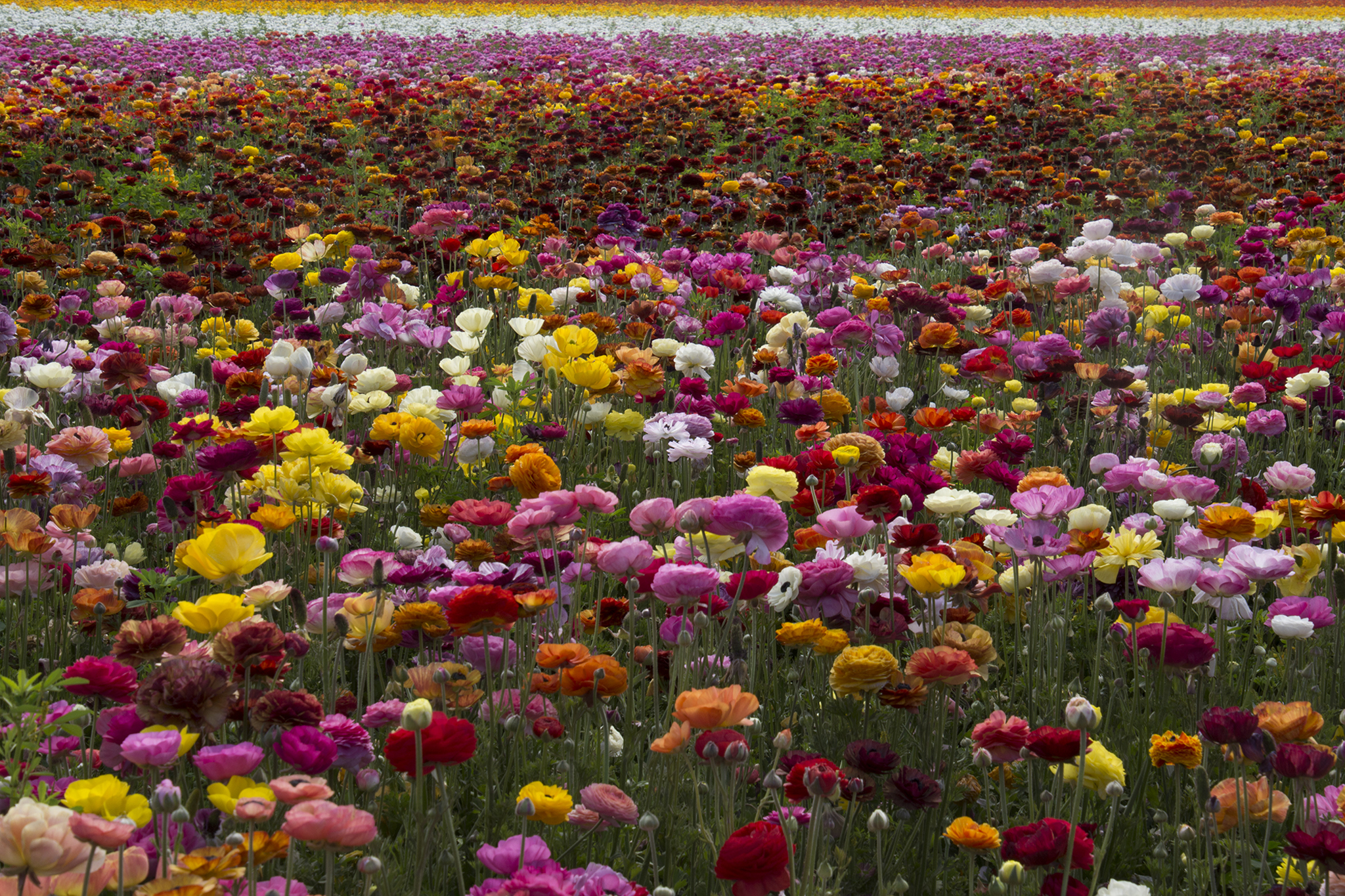 PCデスクトップに自然, フラワーズ, 夏, 花, 地球, 黄色い花, 白い花, 赤い花, ピンクの花画像を無料でダウンロード