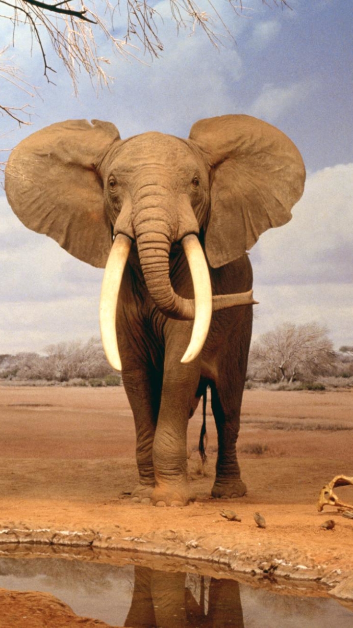 Baixar papel de parede para celular de Animais, Elefantes, Elefante, Elefante Da Savana gratuito.