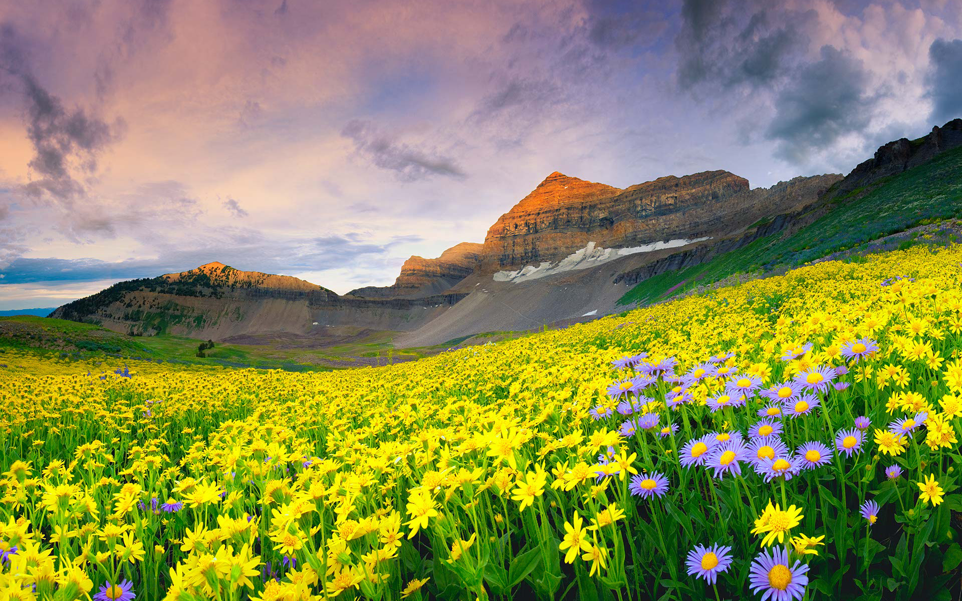 Free download wallpaper Flower, Earth on your PC desktop