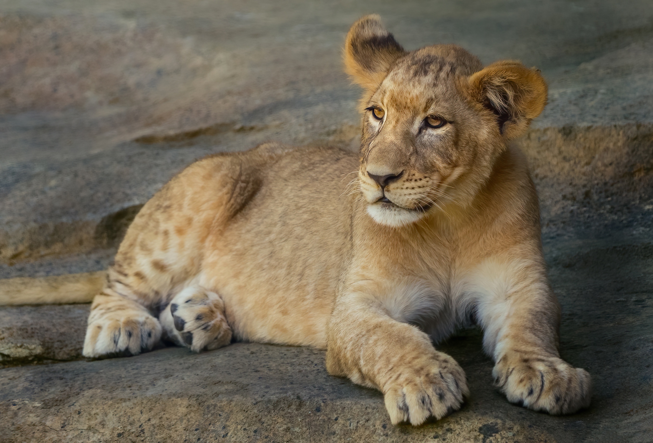 Téléchargez gratuitement l'image Animaux, Chats, Lion, Lionceau, Bébé Animal sur le bureau de votre PC