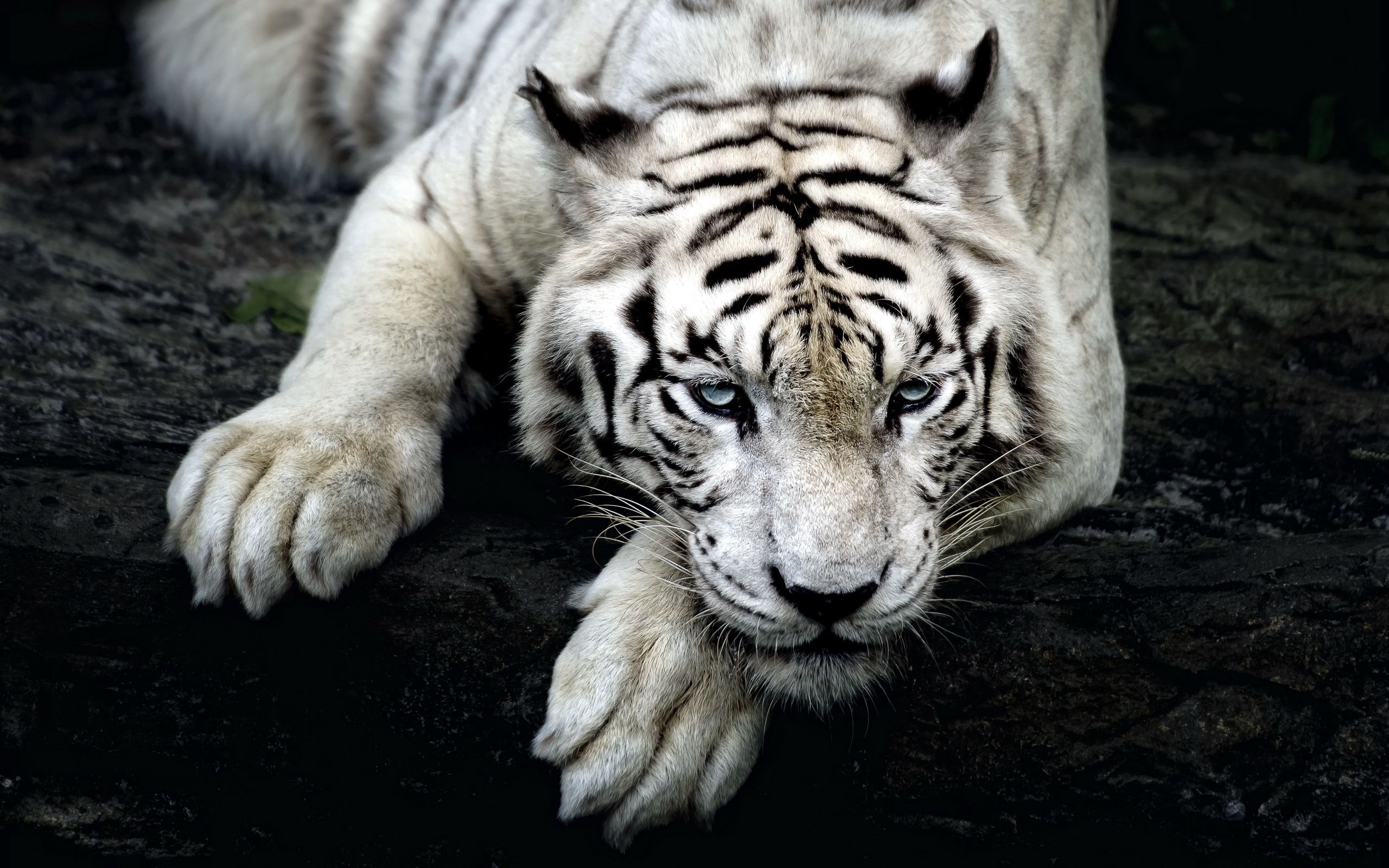 muzzle, animals, to lie down, lie, tiger, albino HD wallpaper