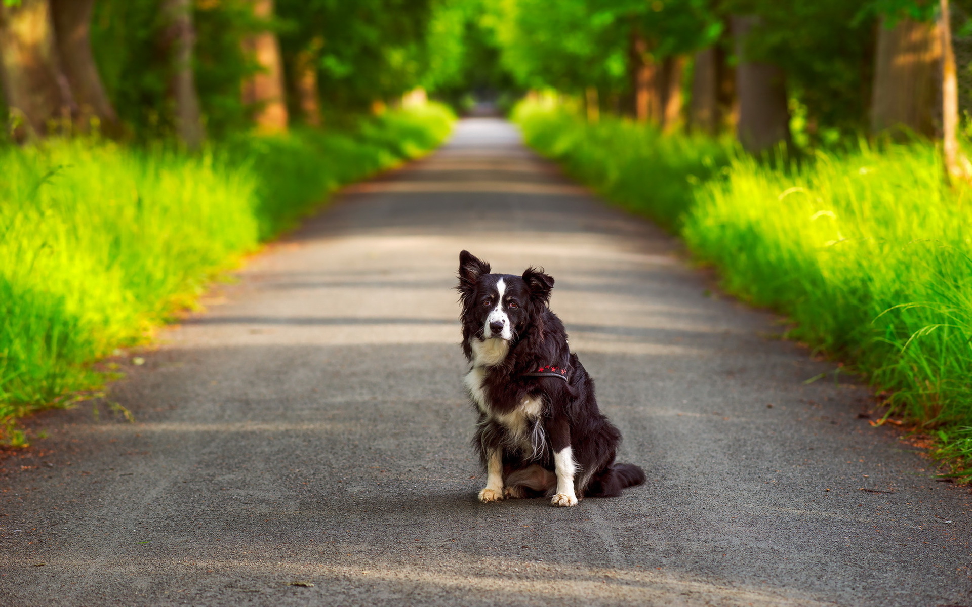 PCデスクトップに動物, 道, 犬, ボケ, ボーダーコリー, オーストラリアン シェパード画像を無料でダウンロード