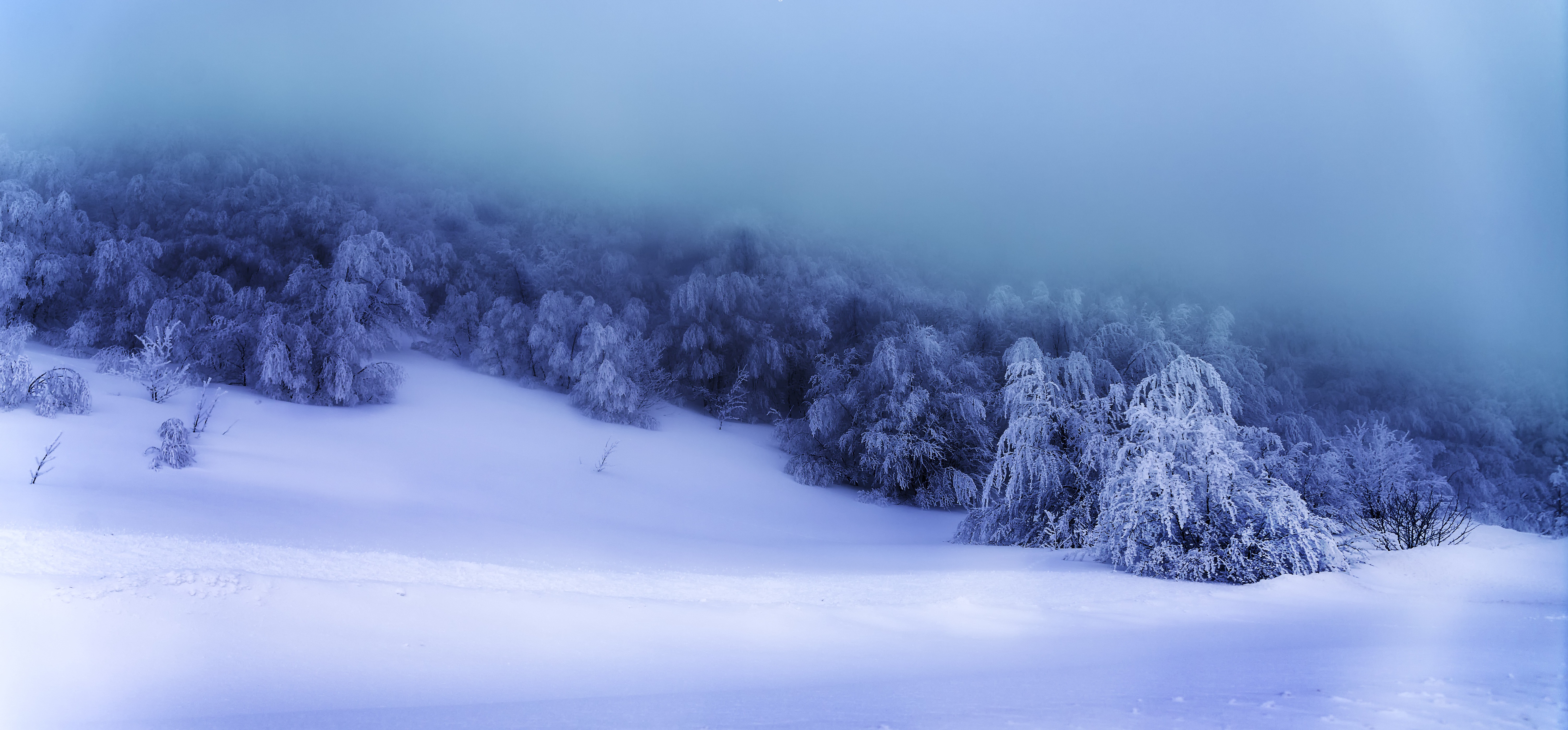 PCデスクトップに冬, 自然, 雪, 森, 霧, 地球画像を無料でダウンロード