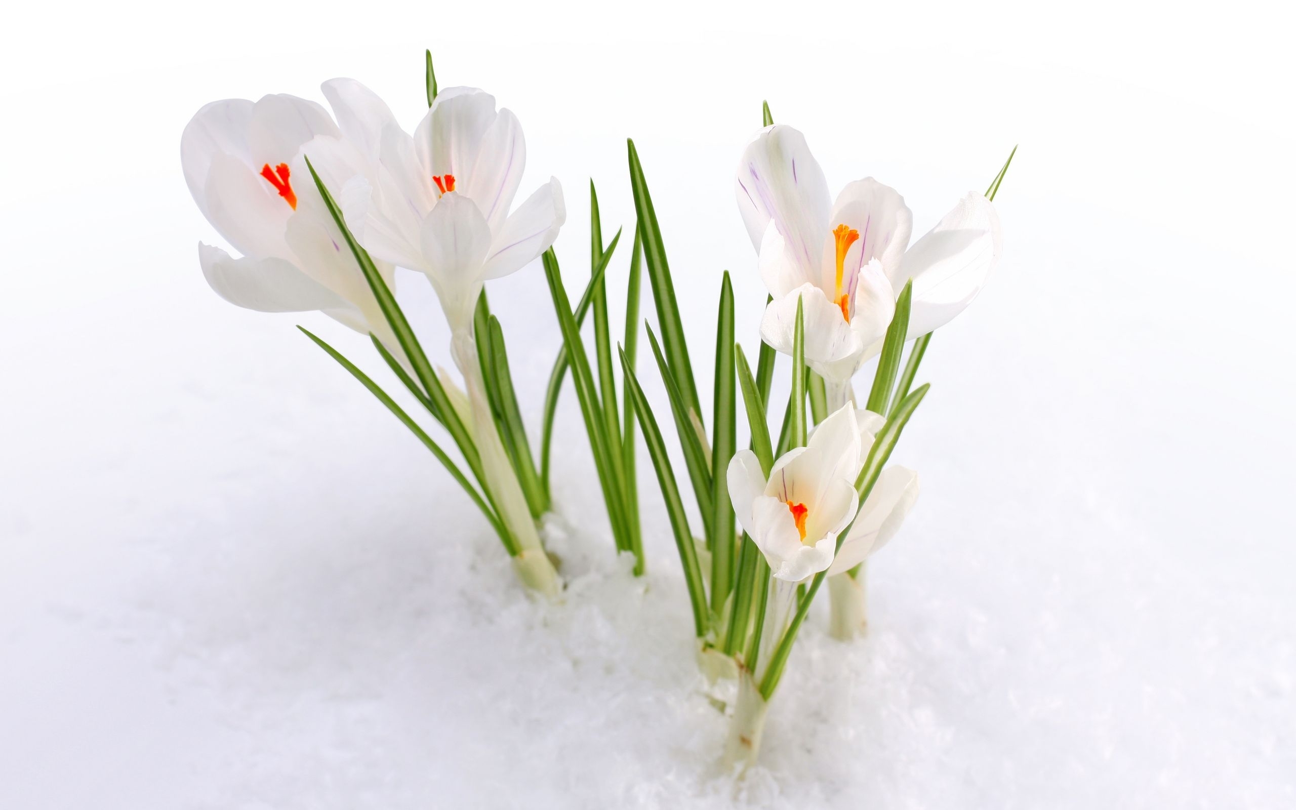 46568 descargar fondo de pantalla plantas, flores, snowdrops: protectores de pantalla e imágenes gratis