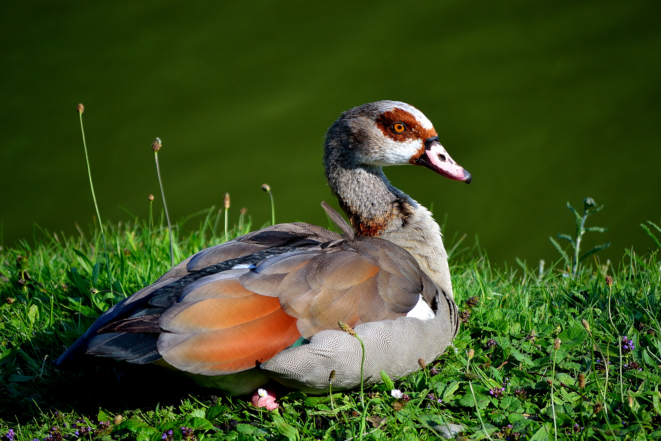 Laden Sie das Tiere, Vögel, Vogel-Bild kostenlos auf Ihren PC-Desktop herunter