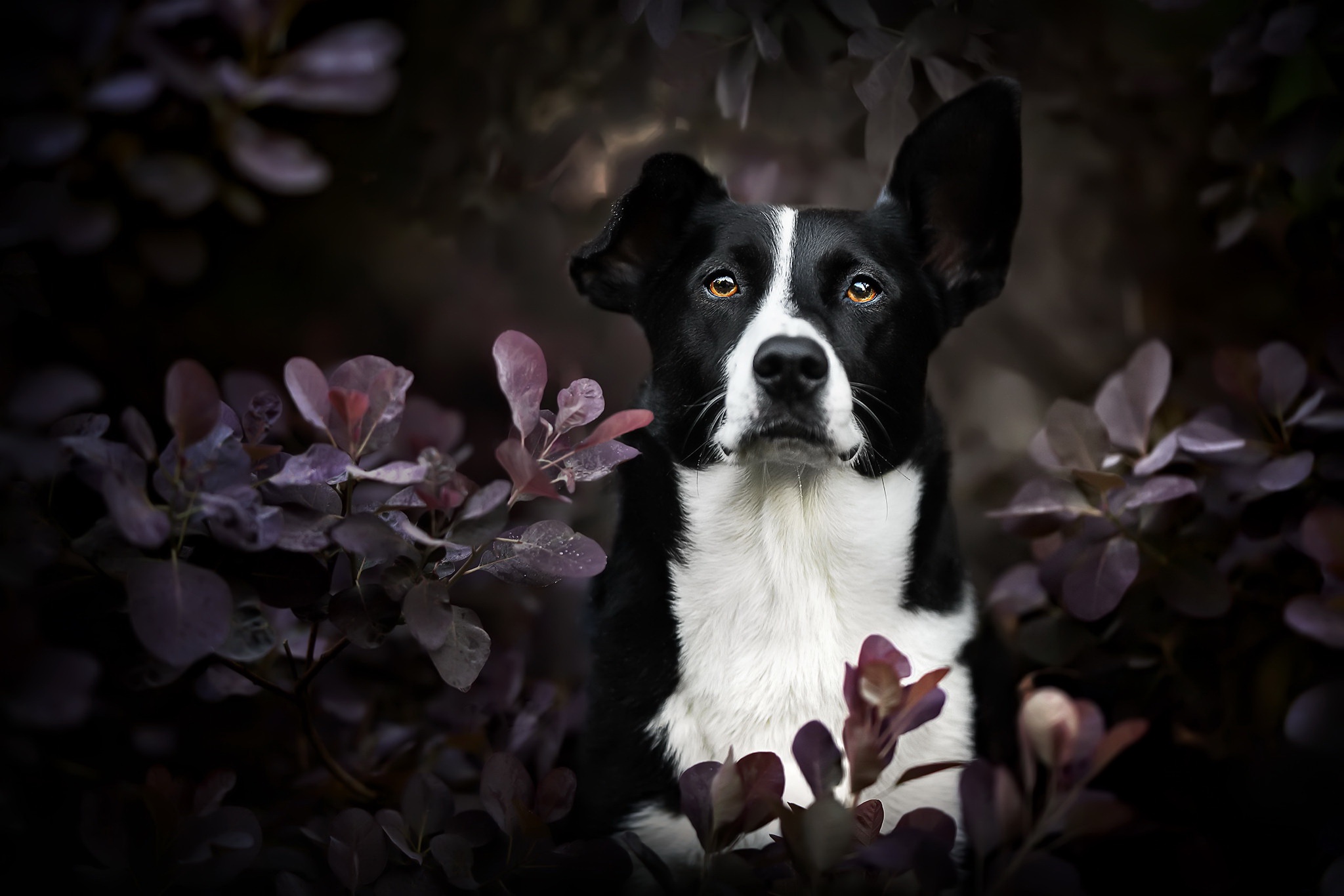 Téléchargez gratuitement l'image Animaux, Chiens, Chien, Profondeur De Champ sur le bureau de votre PC