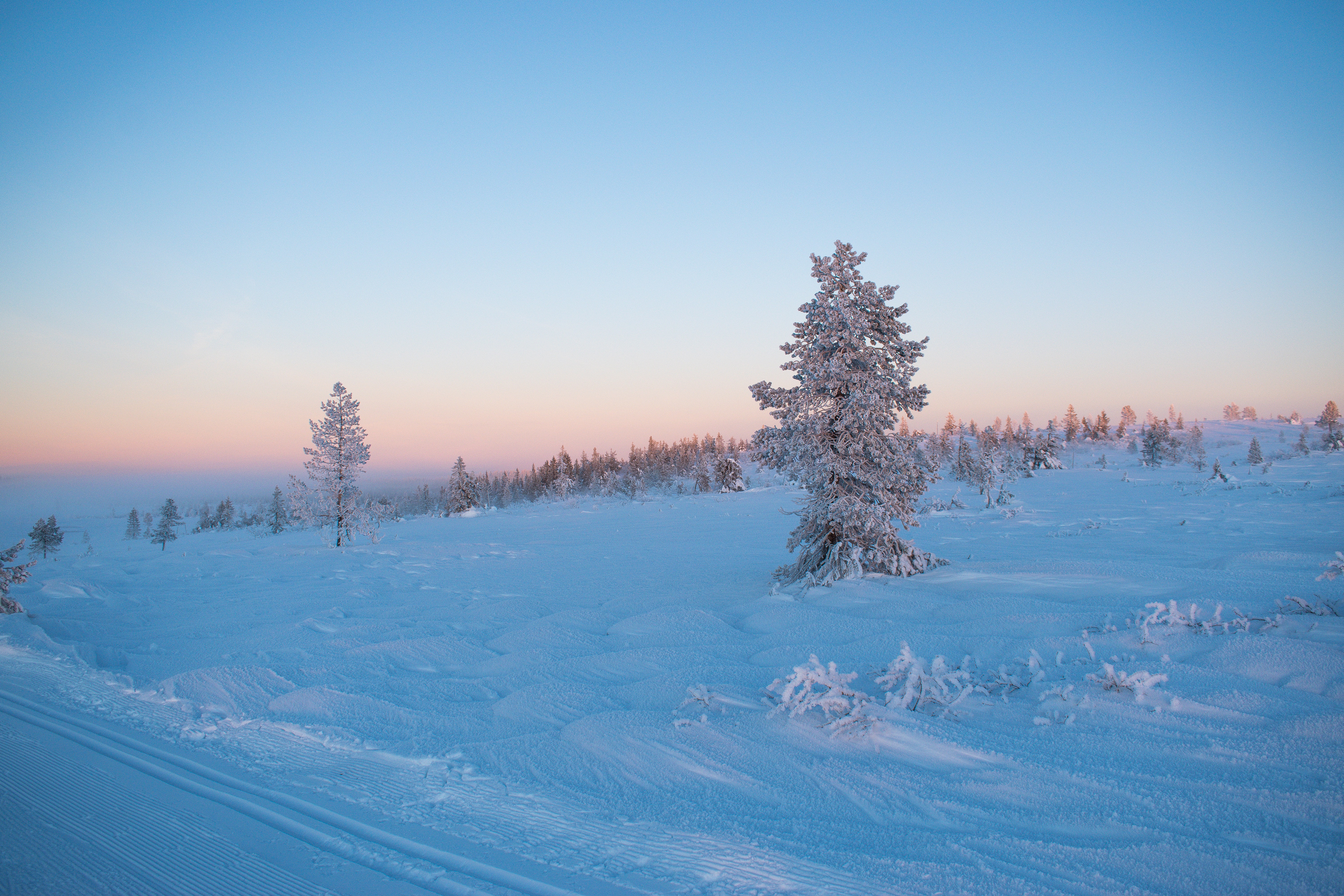 winter, nature, snow, wood, tree, frost, hoarfrost Full HD