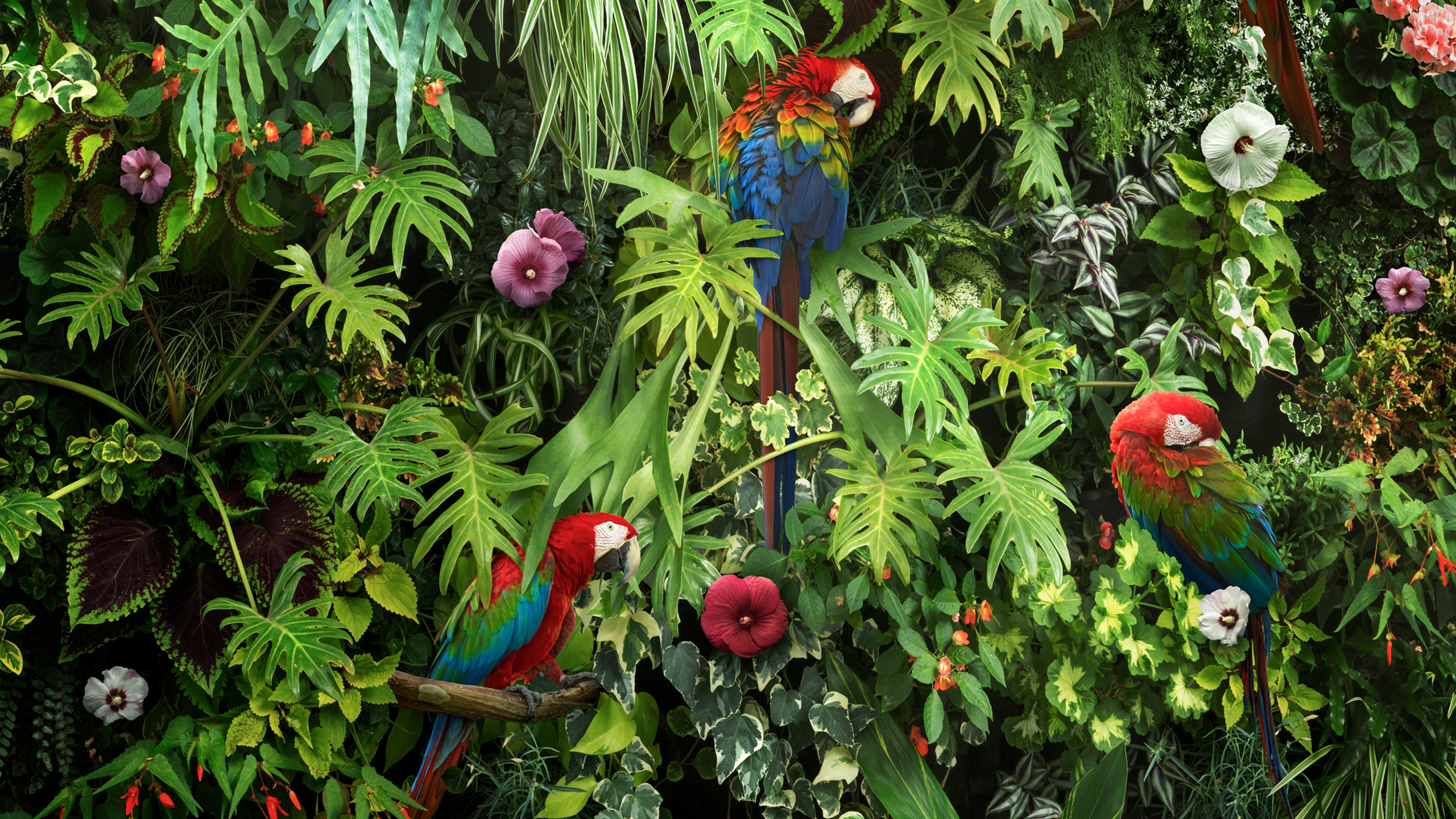 Laden Sie das Tiere, Vögel, Ara, Papagei, Grünflügelara, Hellroter Ara-Bild kostenlos auf Ihren PC-Desktop herunter