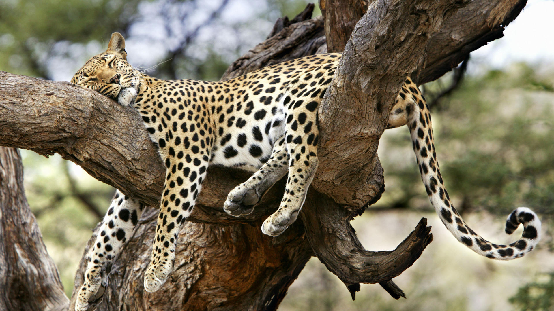 Free download wallpaper Leopard, Animal, Sleeping on your PC desktop