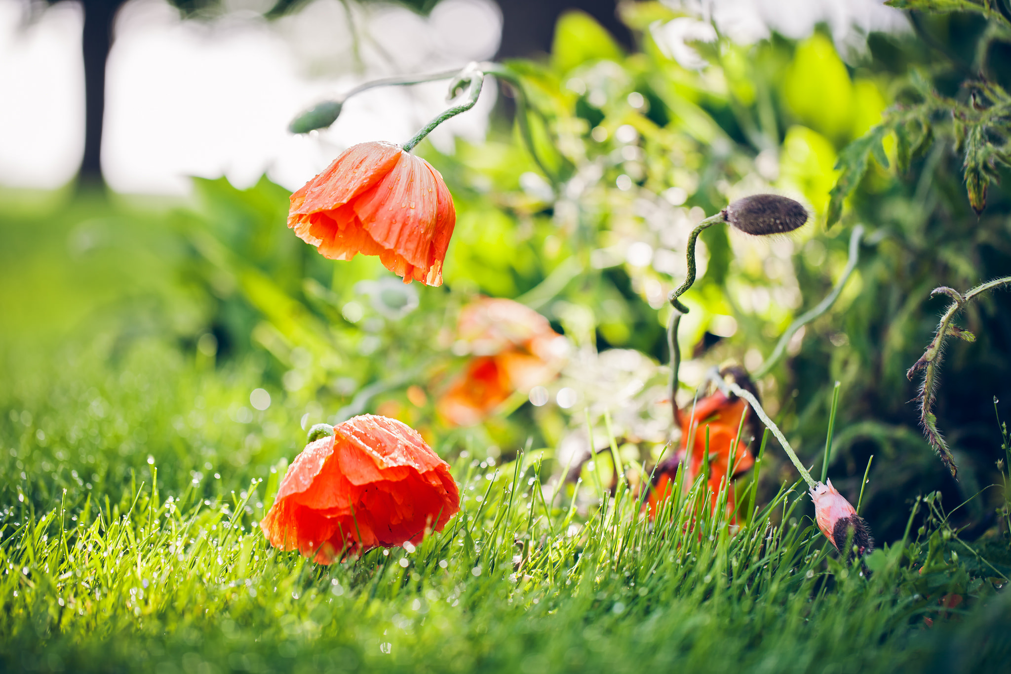 Download mobile wallpaper Nature, Flowers, Grass, Flower, Earth, Poppy, Red Flower for free.